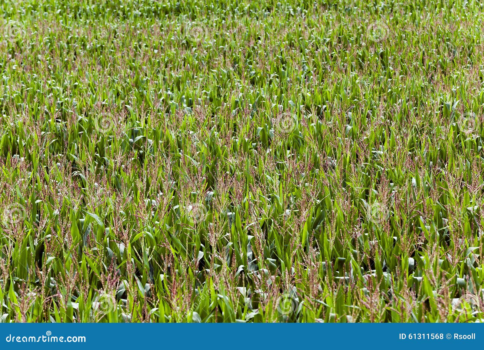 Grow green maize stock photo. Image of season, maize 61311568