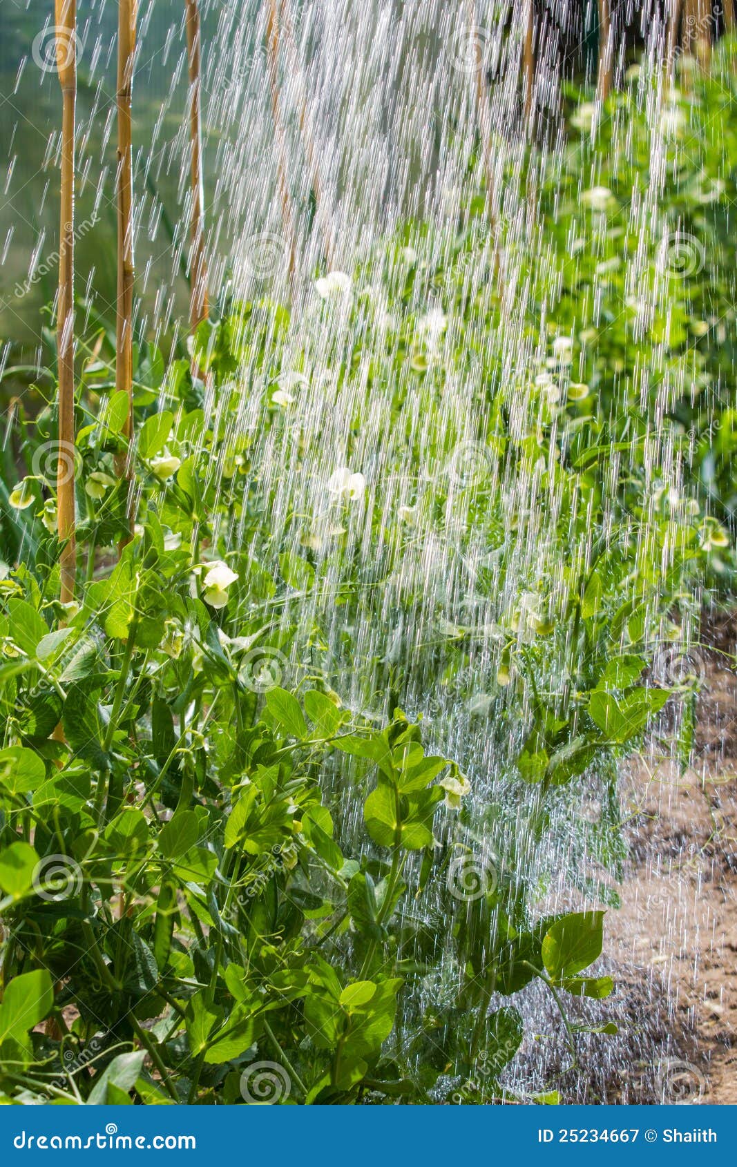 Grow Peas in the Morning Watering Stock Image Image of nature, peas