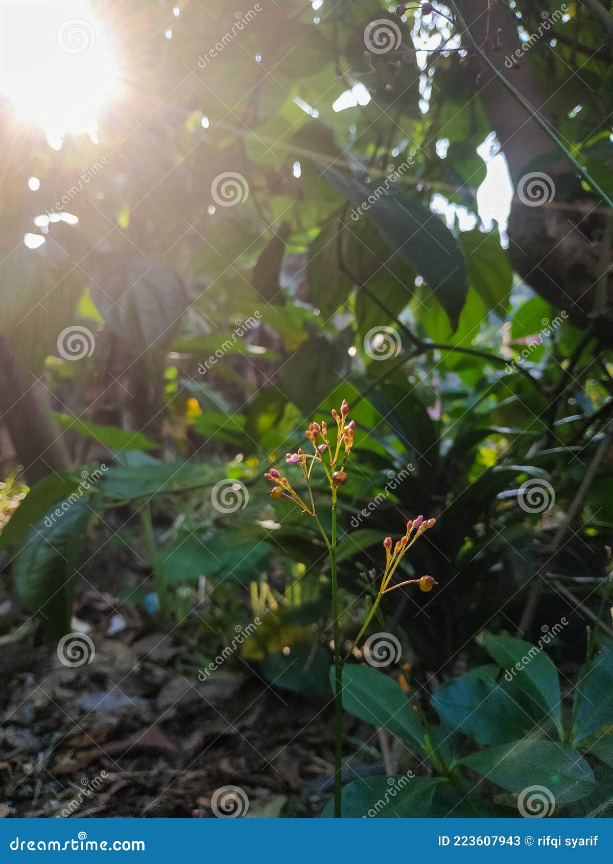 Grow with the Sun in the Morning Stock Image Image of vegetation