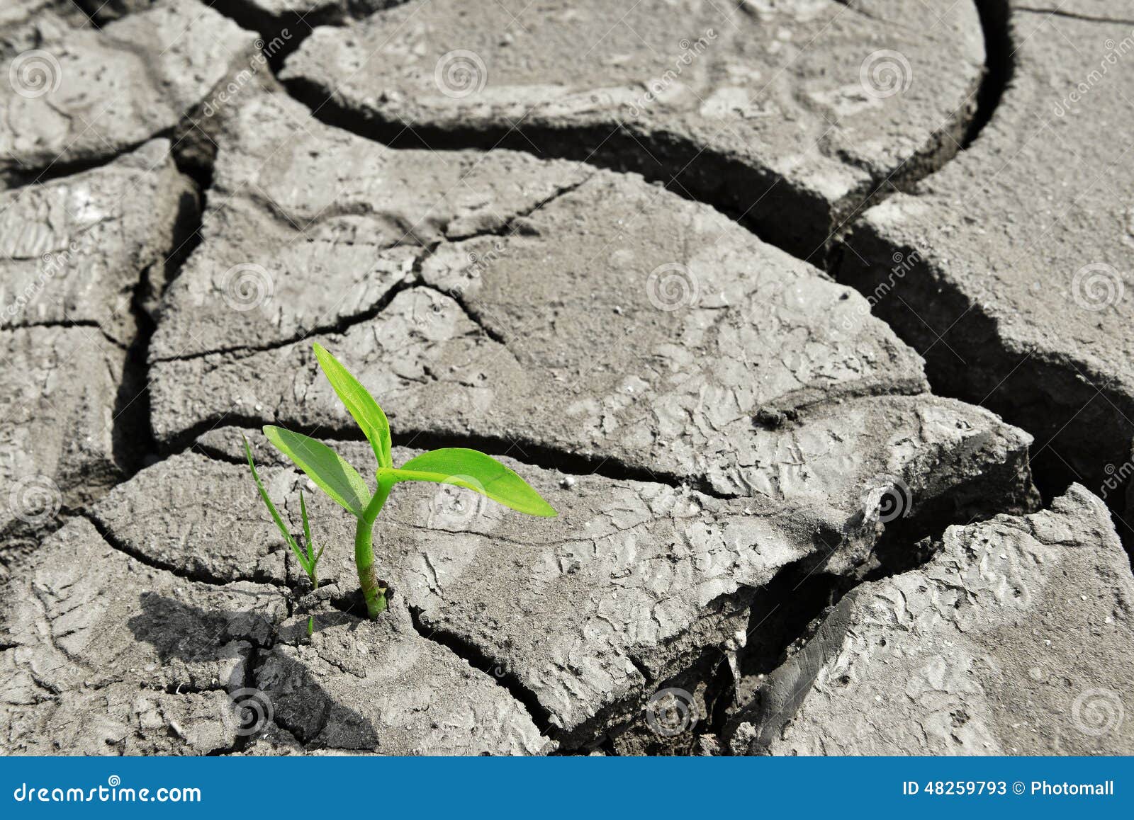 dry cracked land green shoot,pollution land adversity heal the world new hope life protect environment