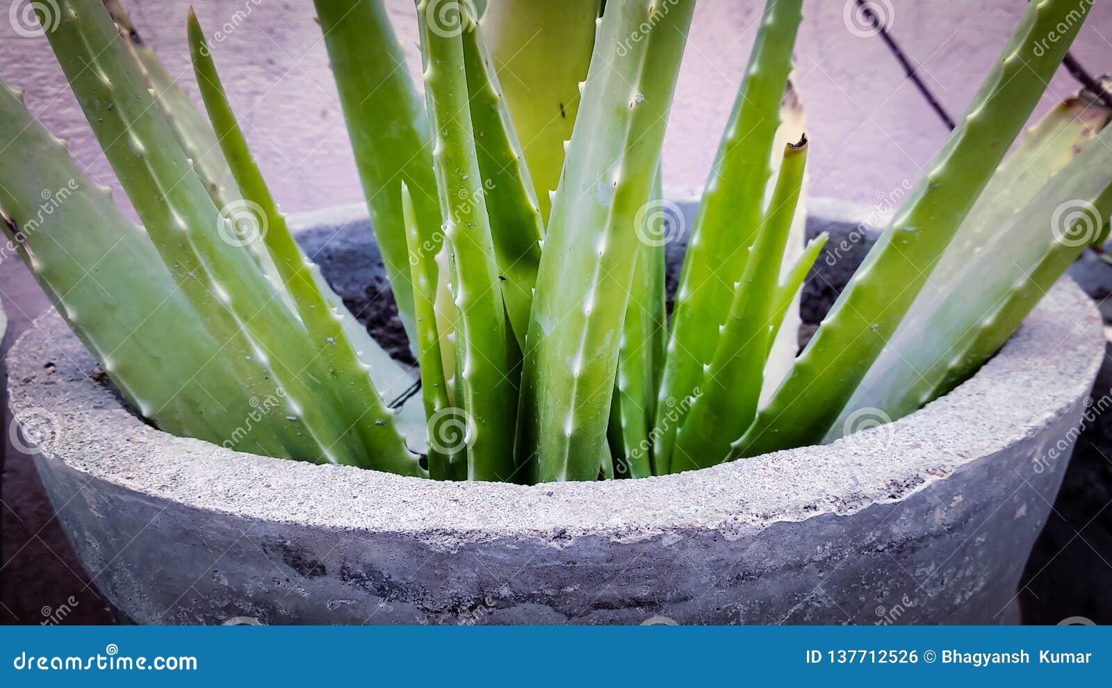 A Growing Aloe Vera Plant Stock Photo Image Of Health 137712526