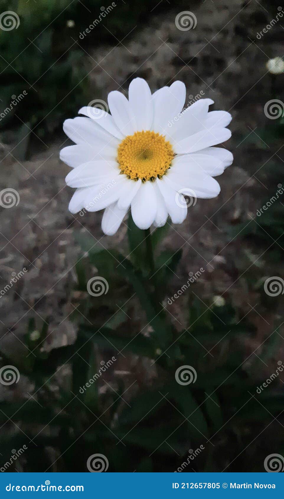 Growing Alone Yellow White Flower Stock Image Image of blossom, plant