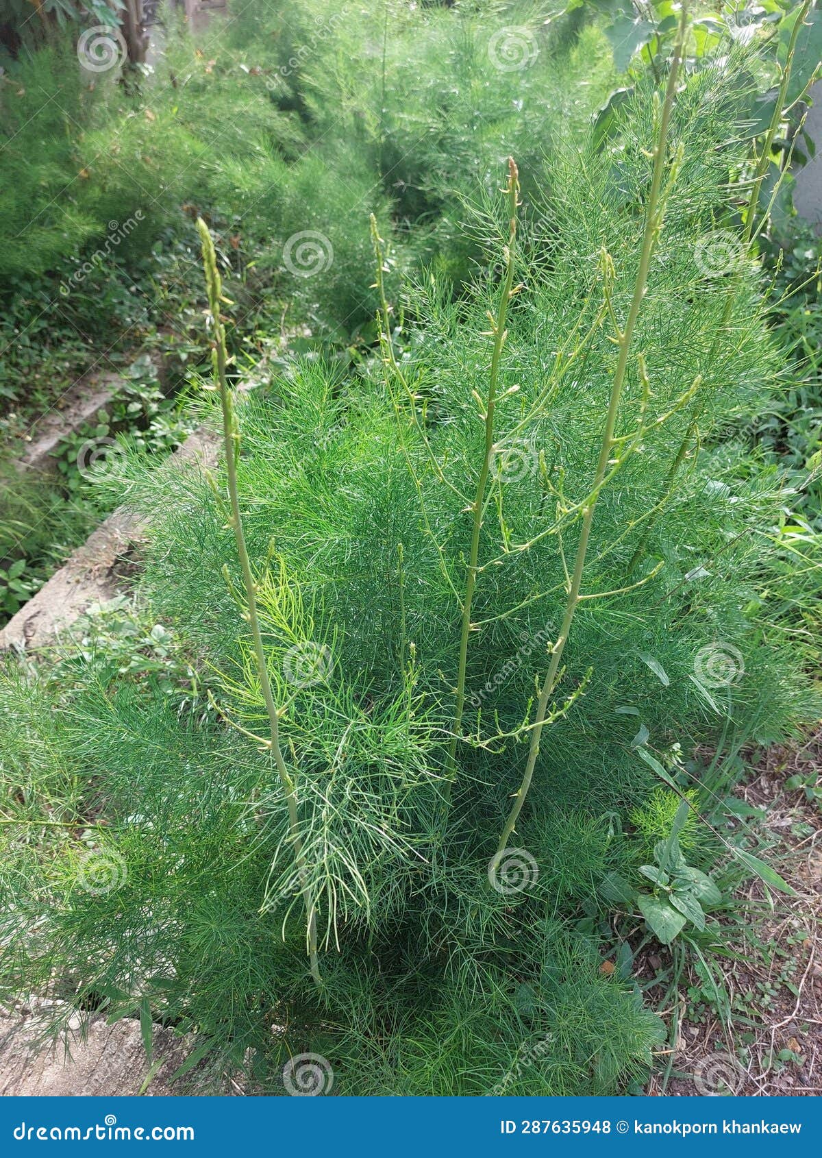Growing asparagus stock photo. Image of spruce, branch 287635948