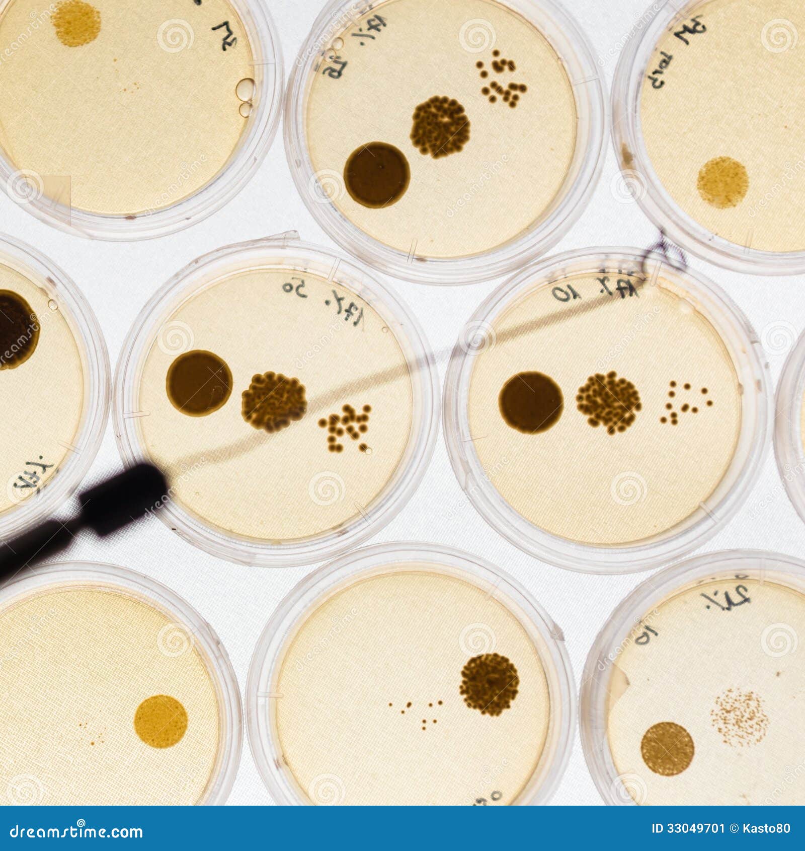 Growing Bacteria In Petri Dishes. Stock Image Image 33049701