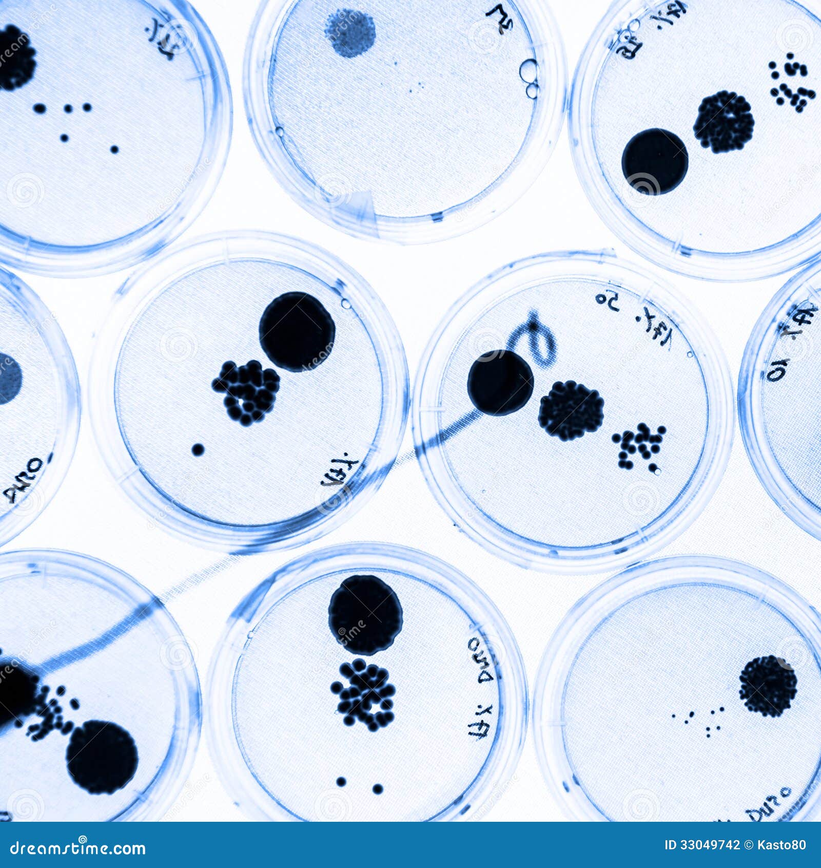 Growing Bacteria In Petri Dishes. Stock Photo Image 33049742