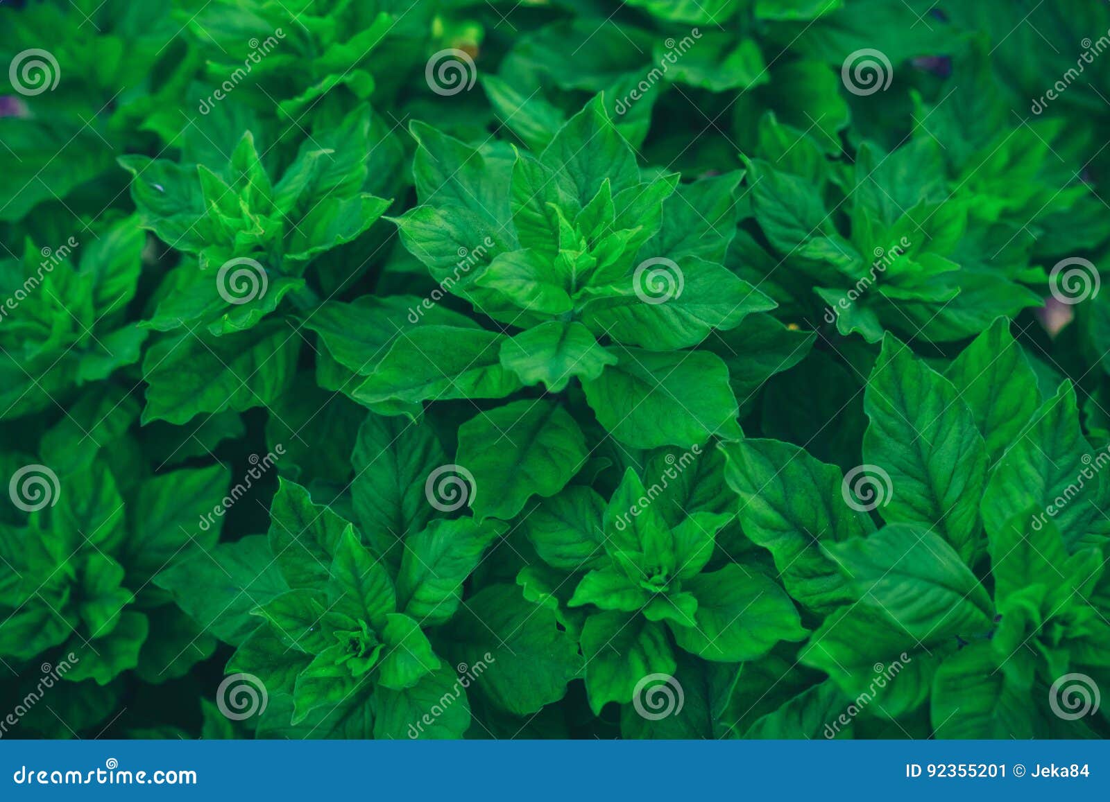 Growing Basil or Mint Plants, Stock Image Image of kitchen, healthy