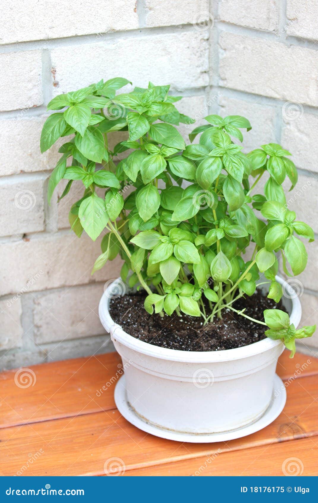 Growing basil in a pot stock image. Image of leaf, perennial 18176175