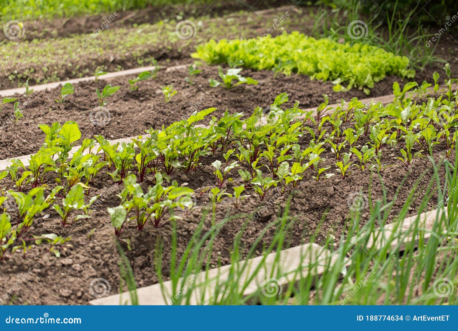 Growing beets in garden stock photo. Image of green 188774634