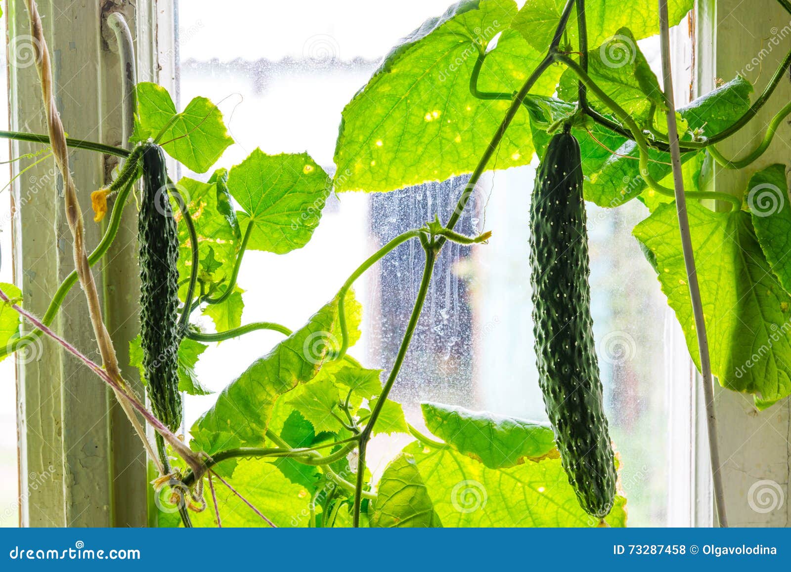 Growing Big Cucumbers at Home on Window Sill Stock Photo Image of