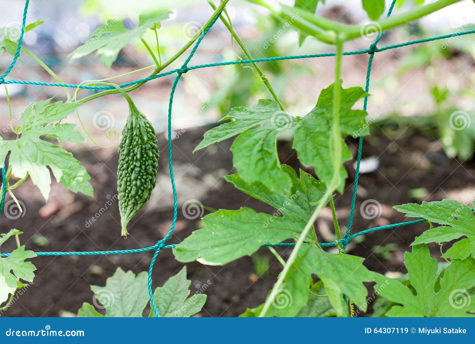 Growing bitter gourd stock image. Image of agriculture 64307119