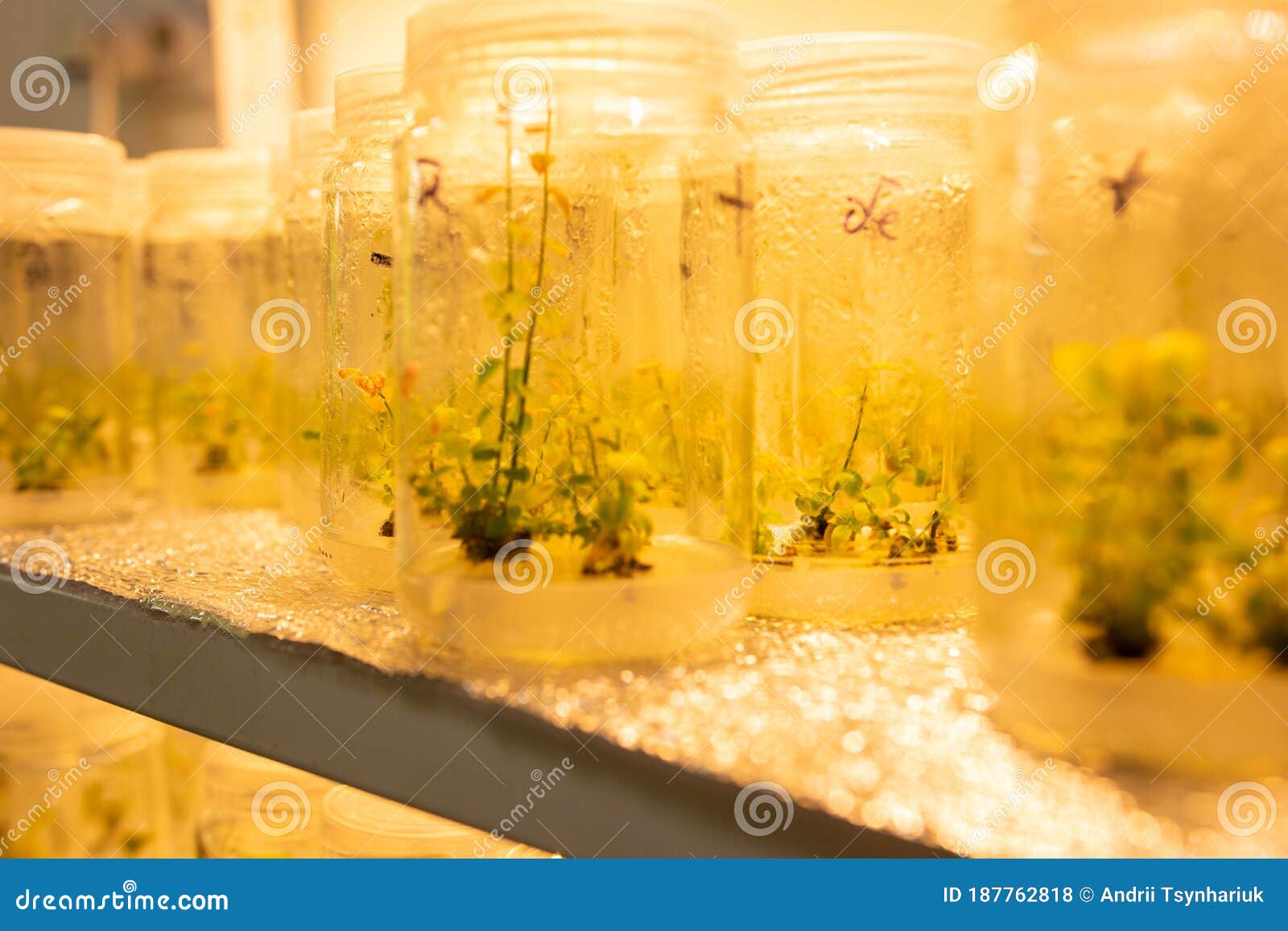 growing blueberry plants in sterile conditions by in vitro technology. micropropagation of flowers and trees in the laboratory