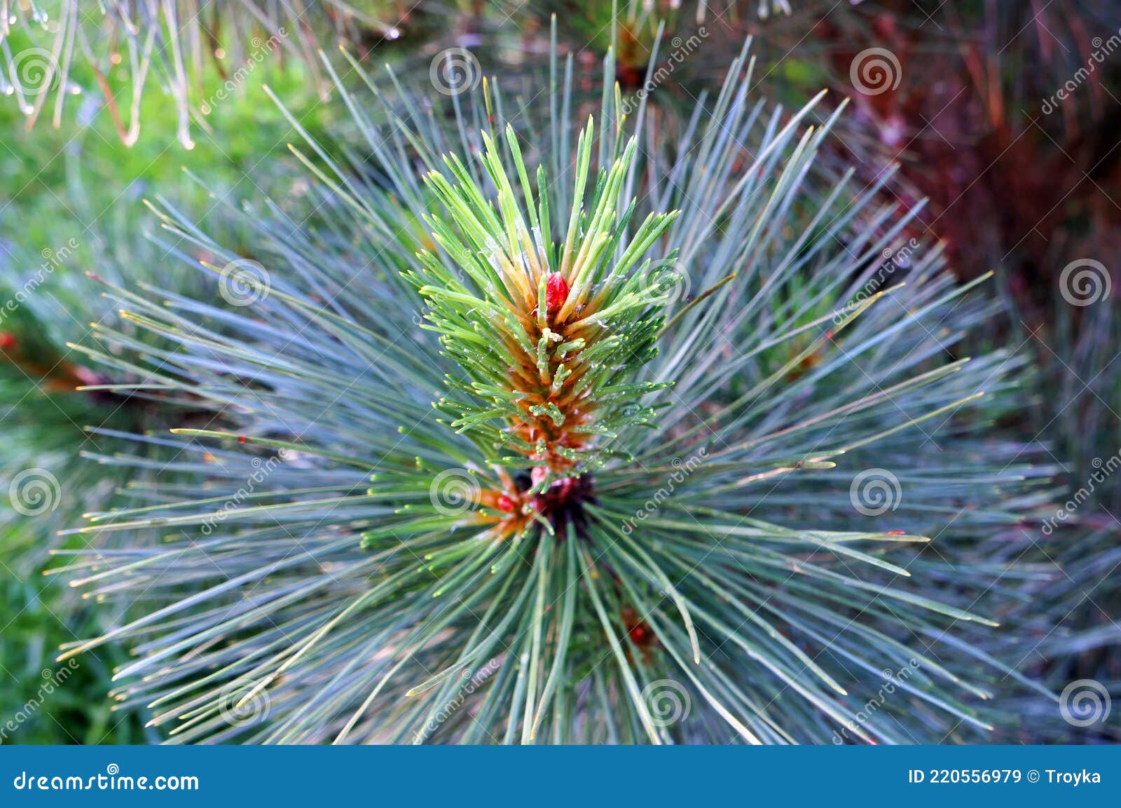 growing branch of pine tree pinaceae