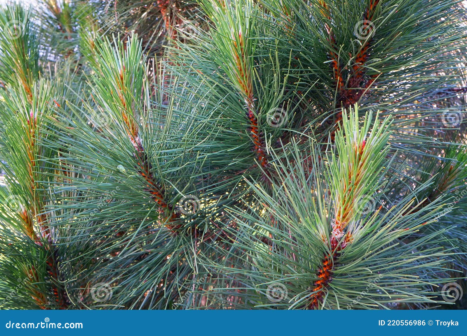 growing branches of pine tree pinaceae