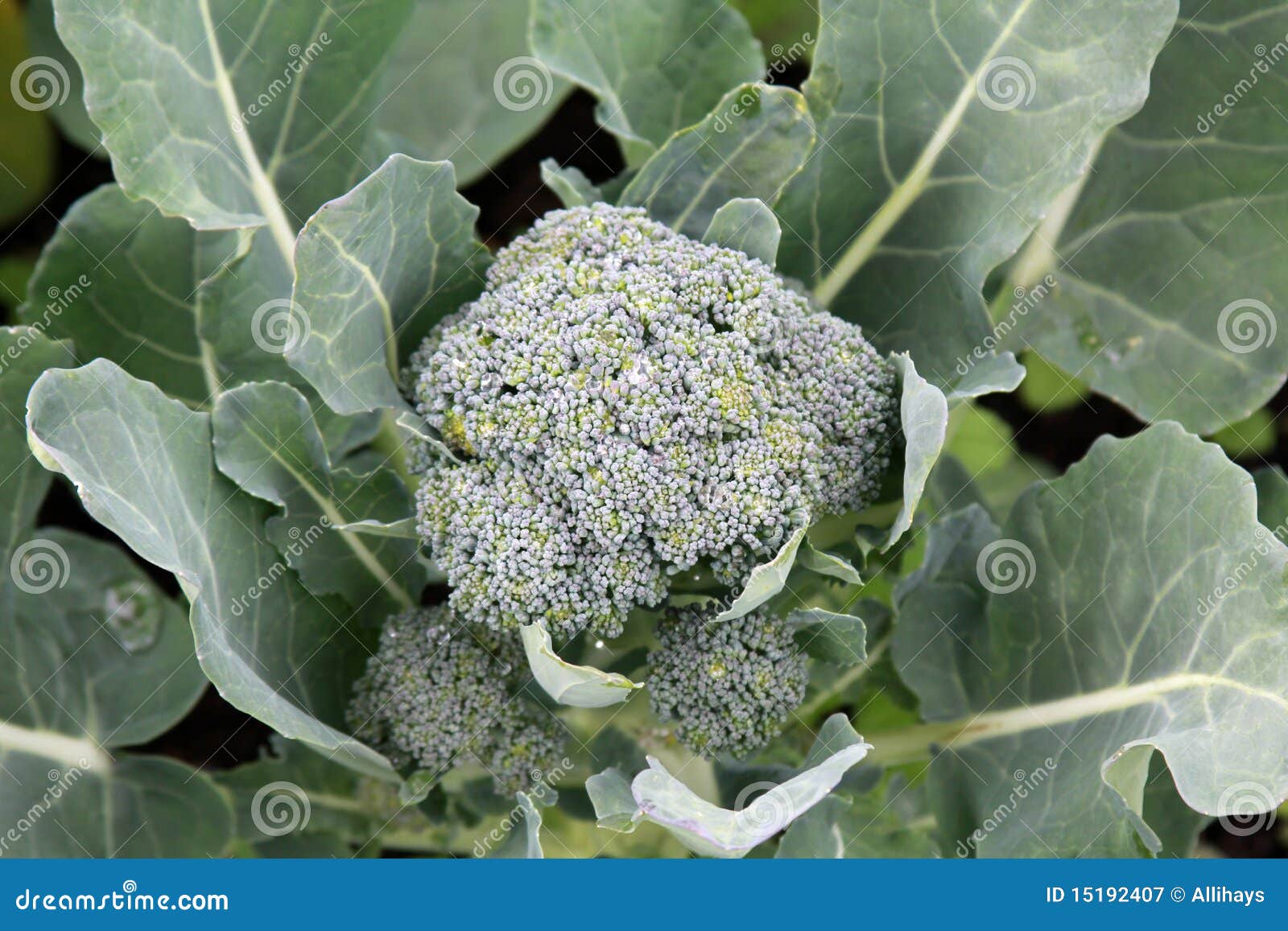 growing broccoli