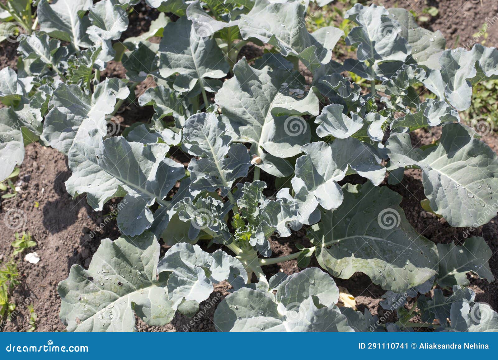 Growing Broccoli in the Garden. Broccoli Garden. Gardening Stock Image