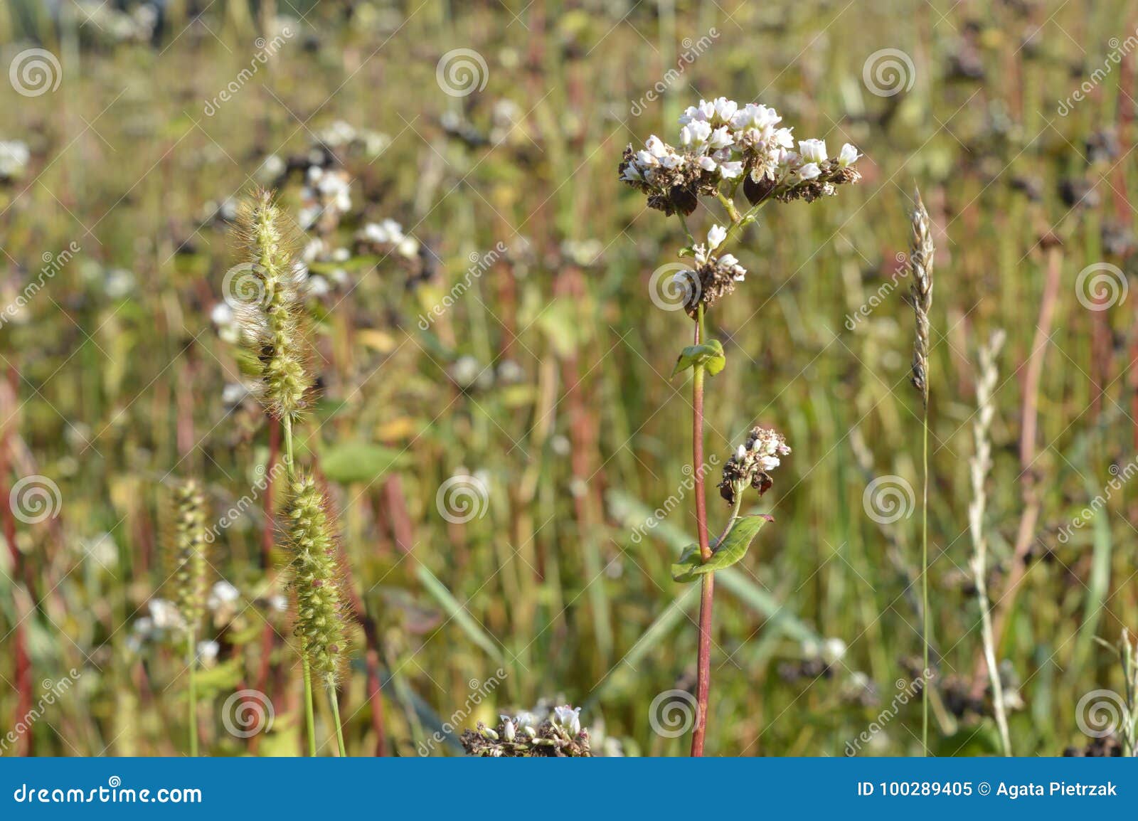 Buckwheat stock image. Image of starchy, dock, wheat 100289405