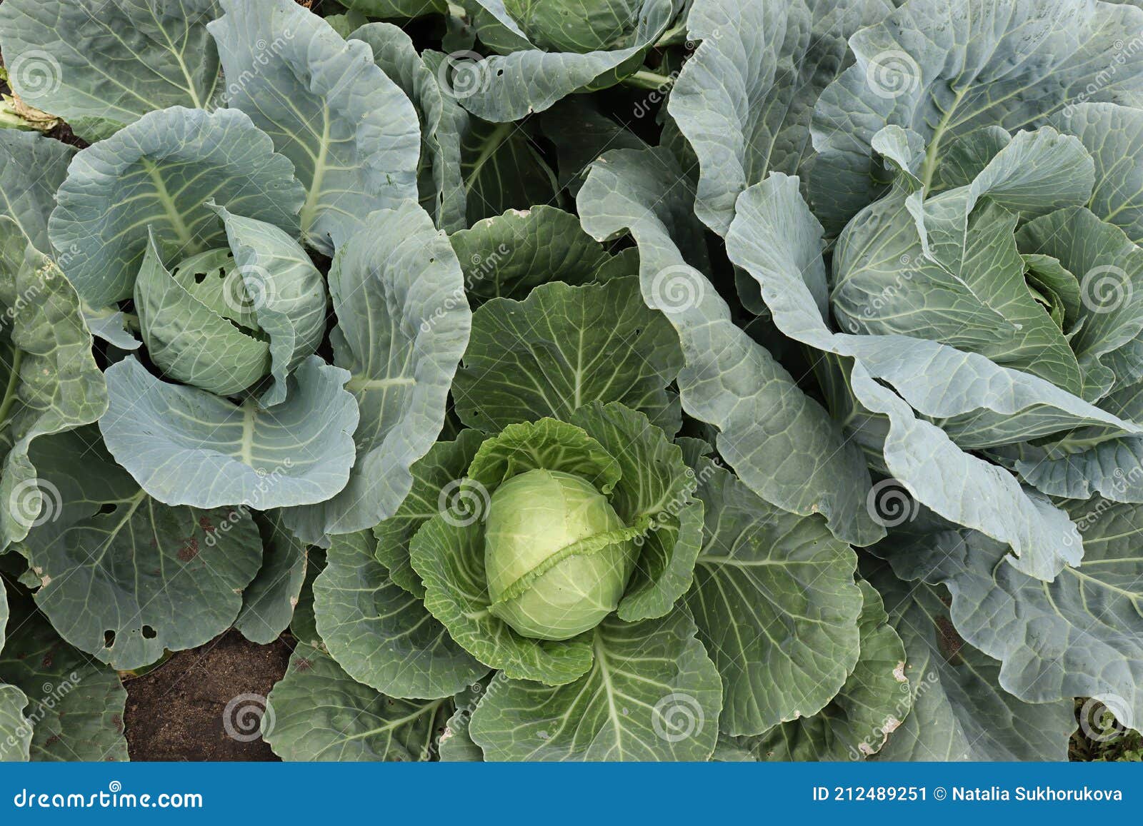 Growing Cabbage of Different Varieties Stock Image Image of leaf, gardencabbage 212489251