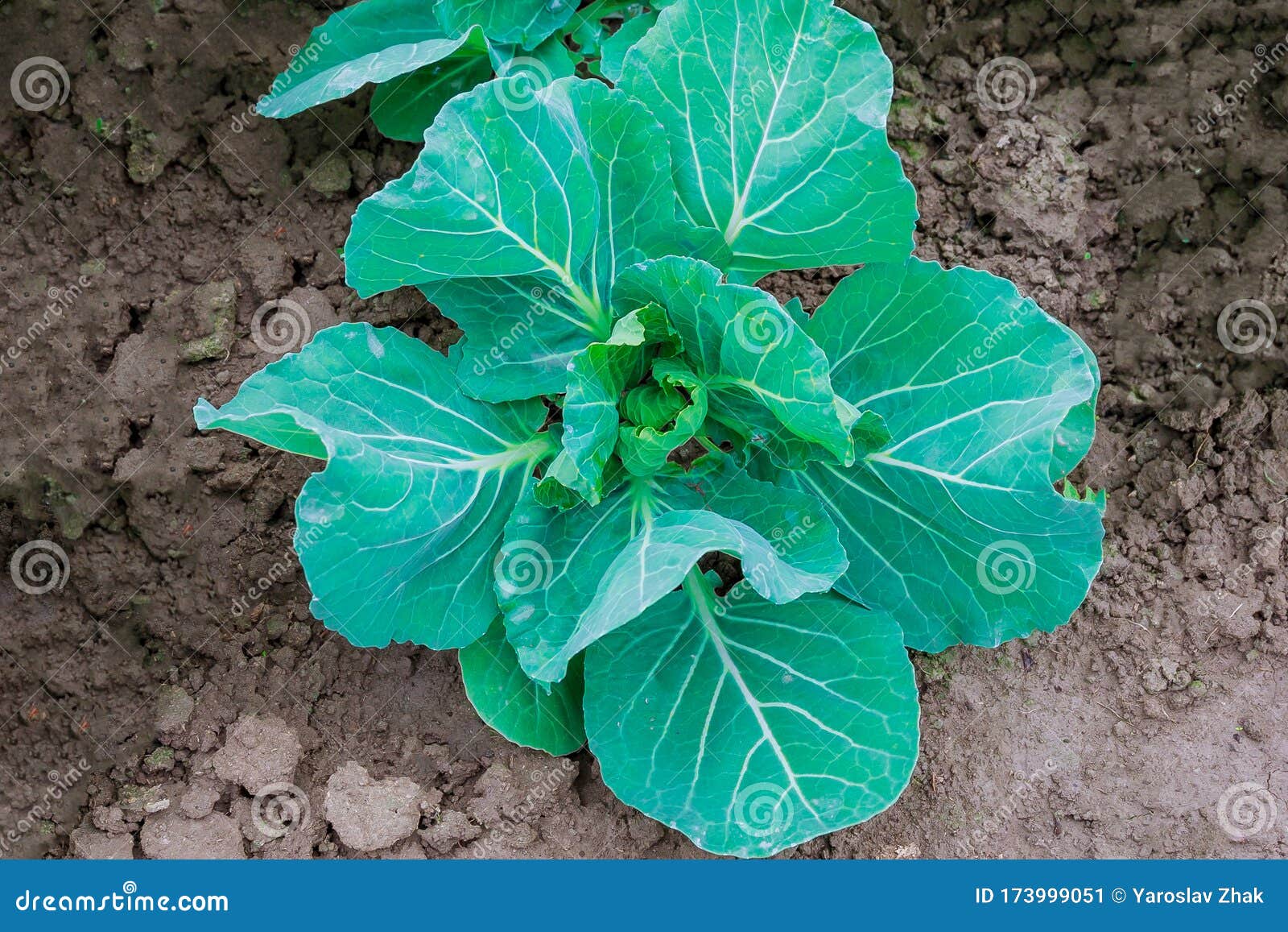 Growing Cabbage in Early Spring at Home Stock Image Image of land