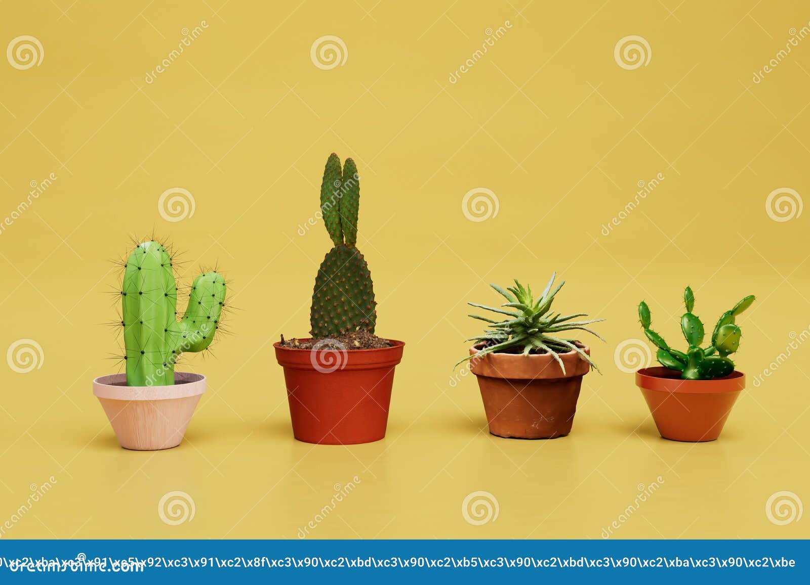 Growing Cacti at Home. Different Types of Cacti in Pots on a Yellow