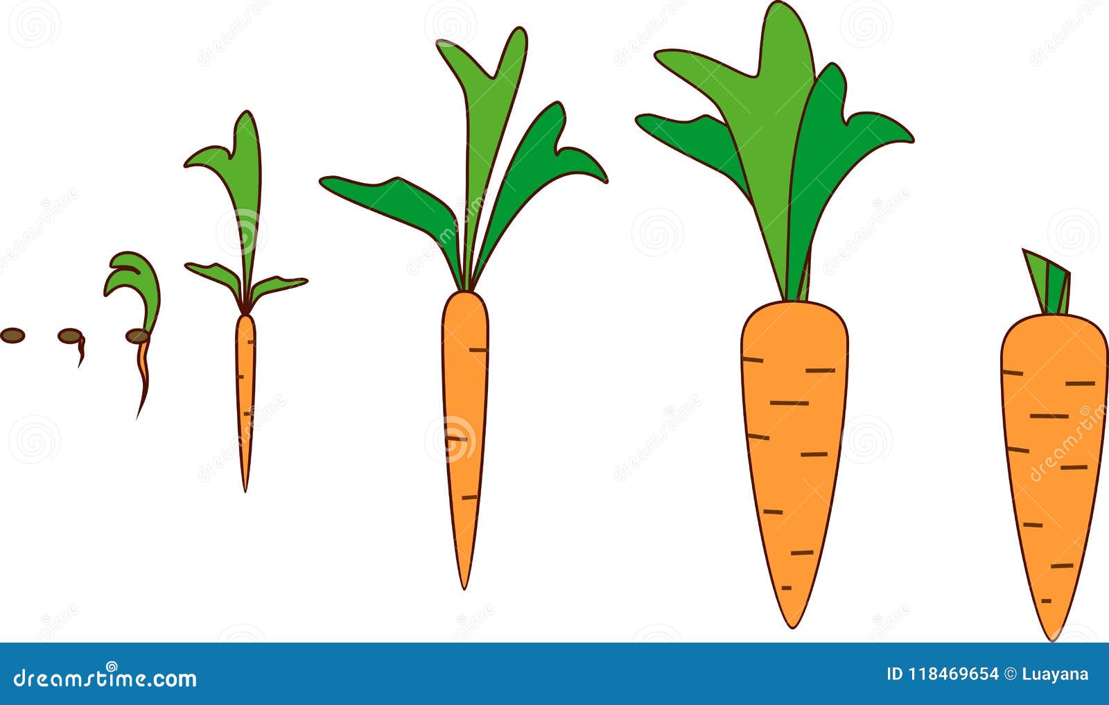 Carrot growth stages stock vector. Illustration of grow - 118469654