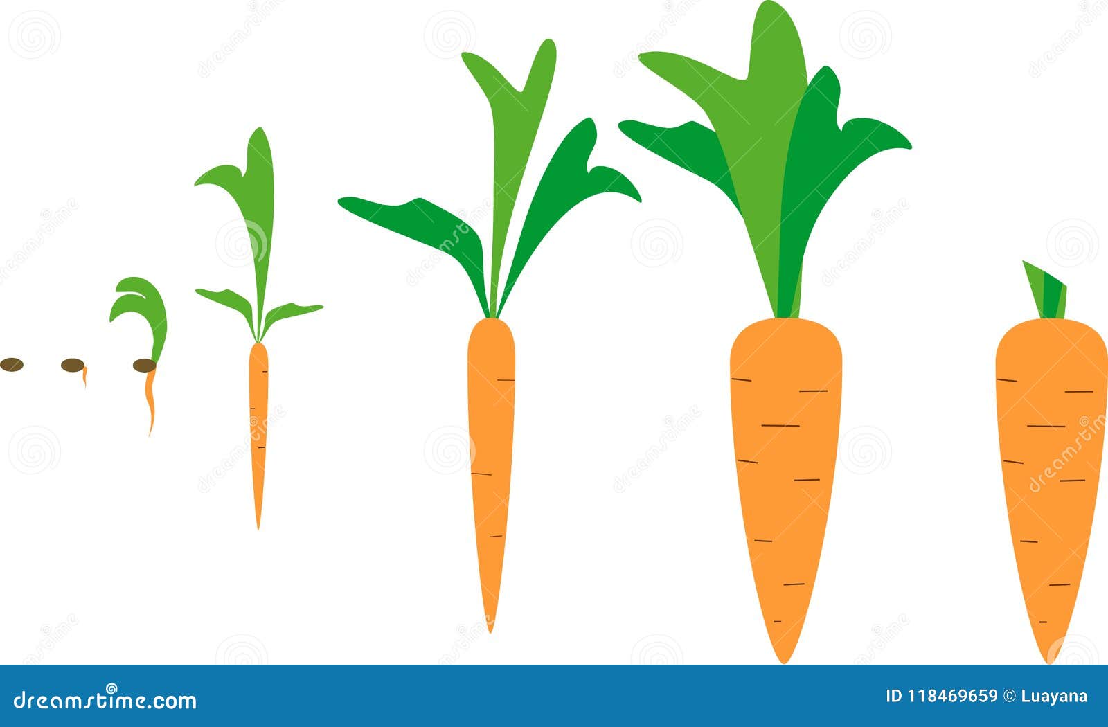 Carrot growth stages stock vector. Illustration of germinating - 118469659