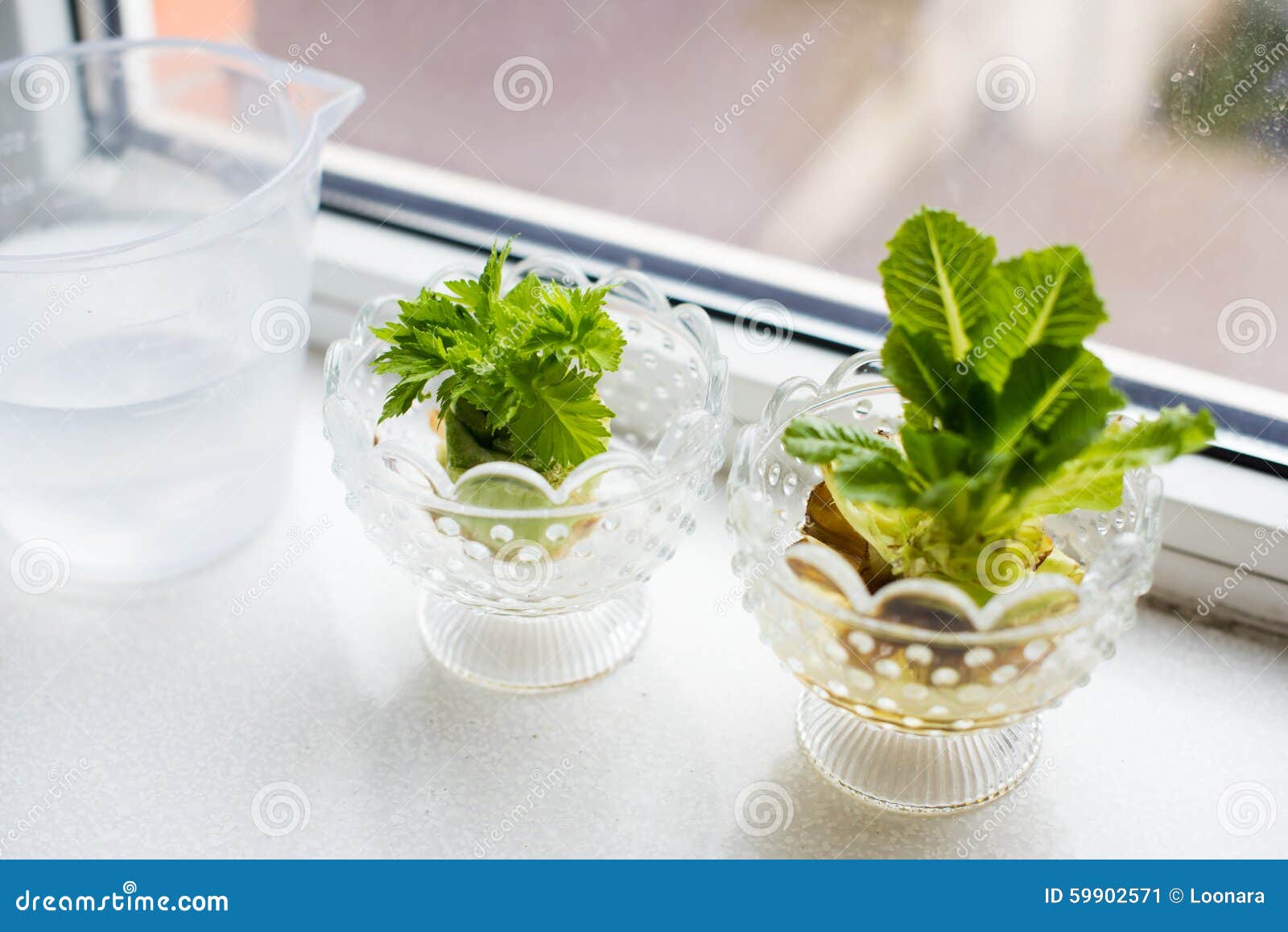 Growing celery and lettuce stock image. Image of garden 59902571