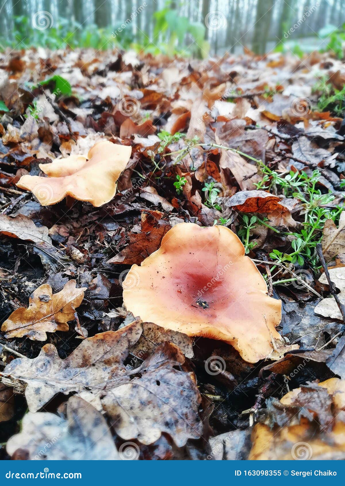 Growing Chanterelle Mushrooms in the Autumn Forest Stock Image Image