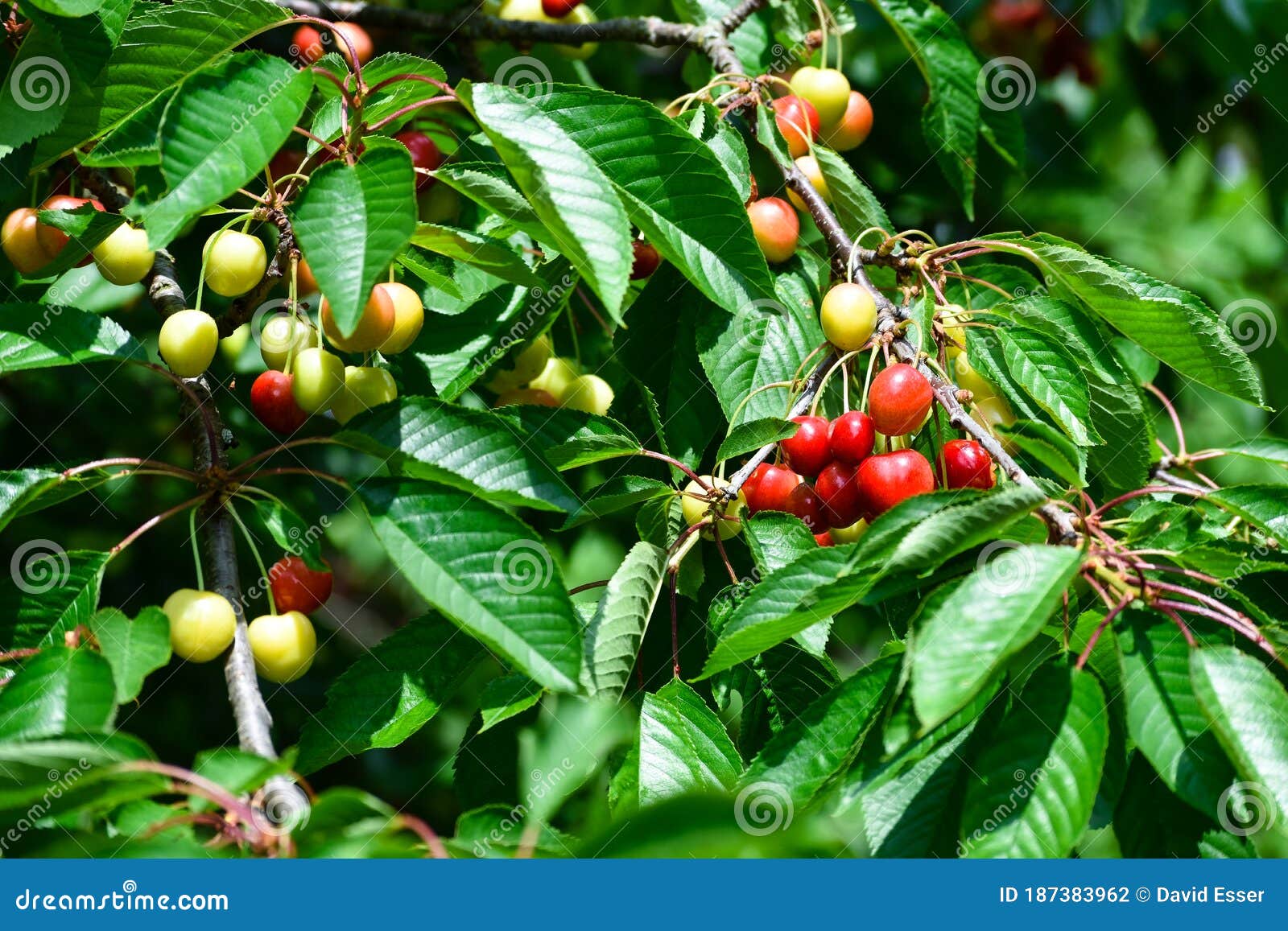 Growing Cherries Hang on a Branch Stock Photo Image of green, cherrys