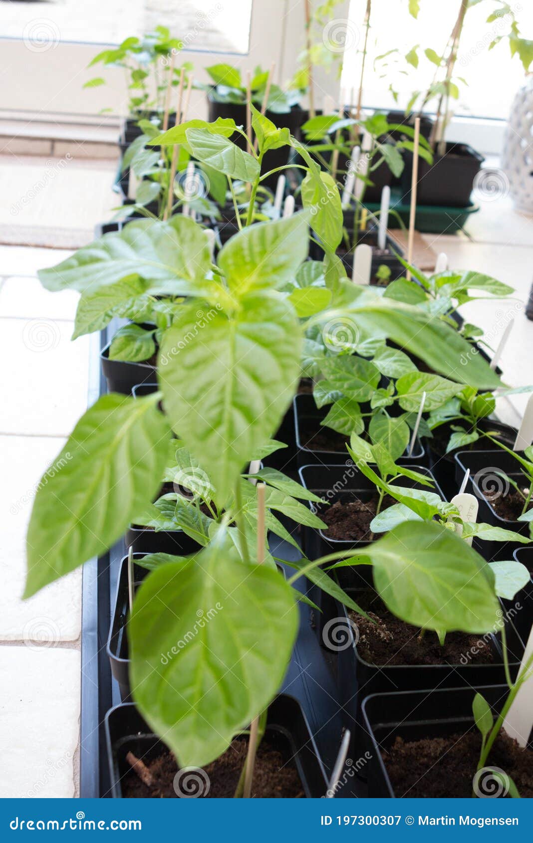Growing Chili Plants from the Basic 3 Stock Image Image of freshness