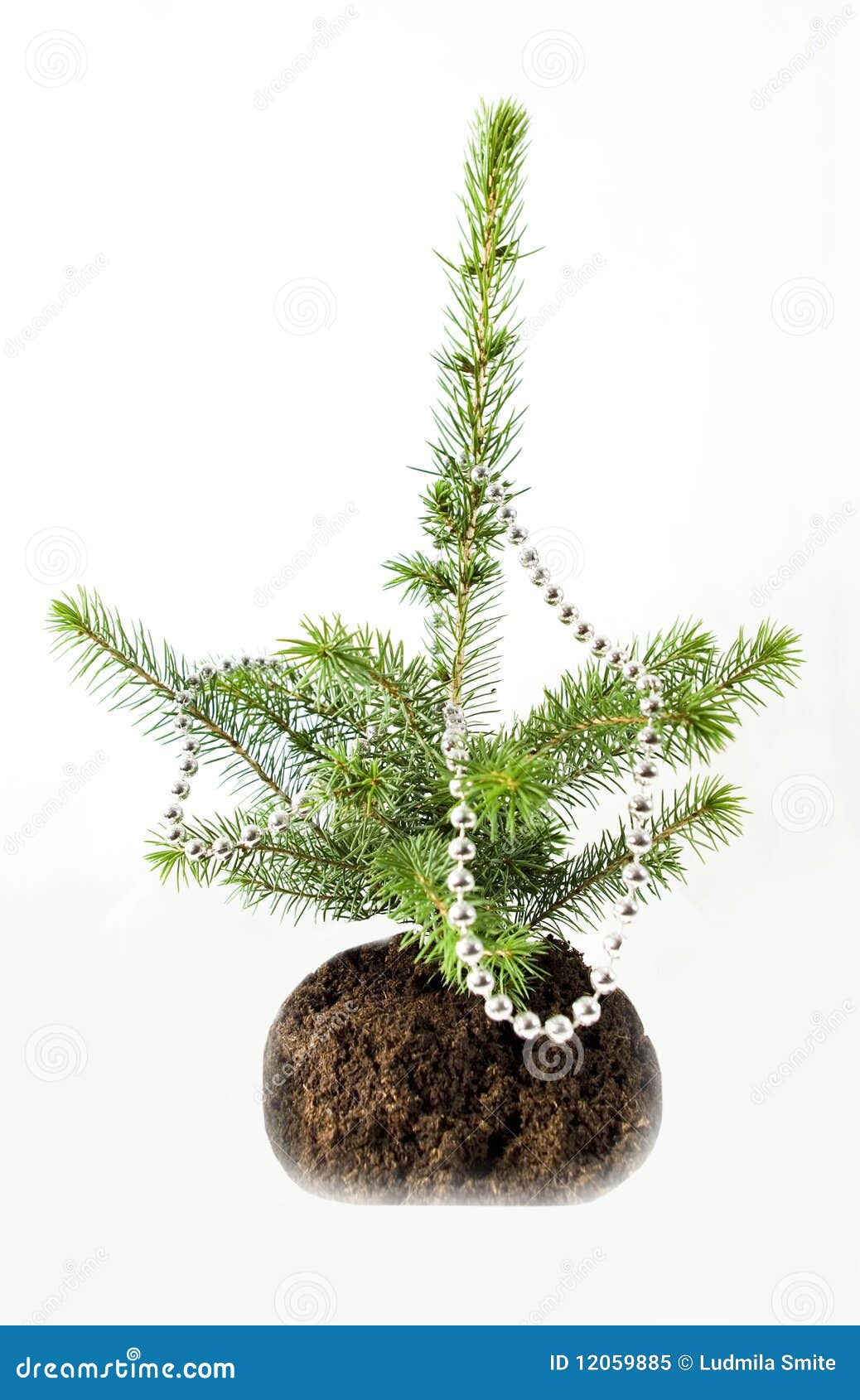 The Growing Christmas Tree. Stock Image Image of christmas, tree
