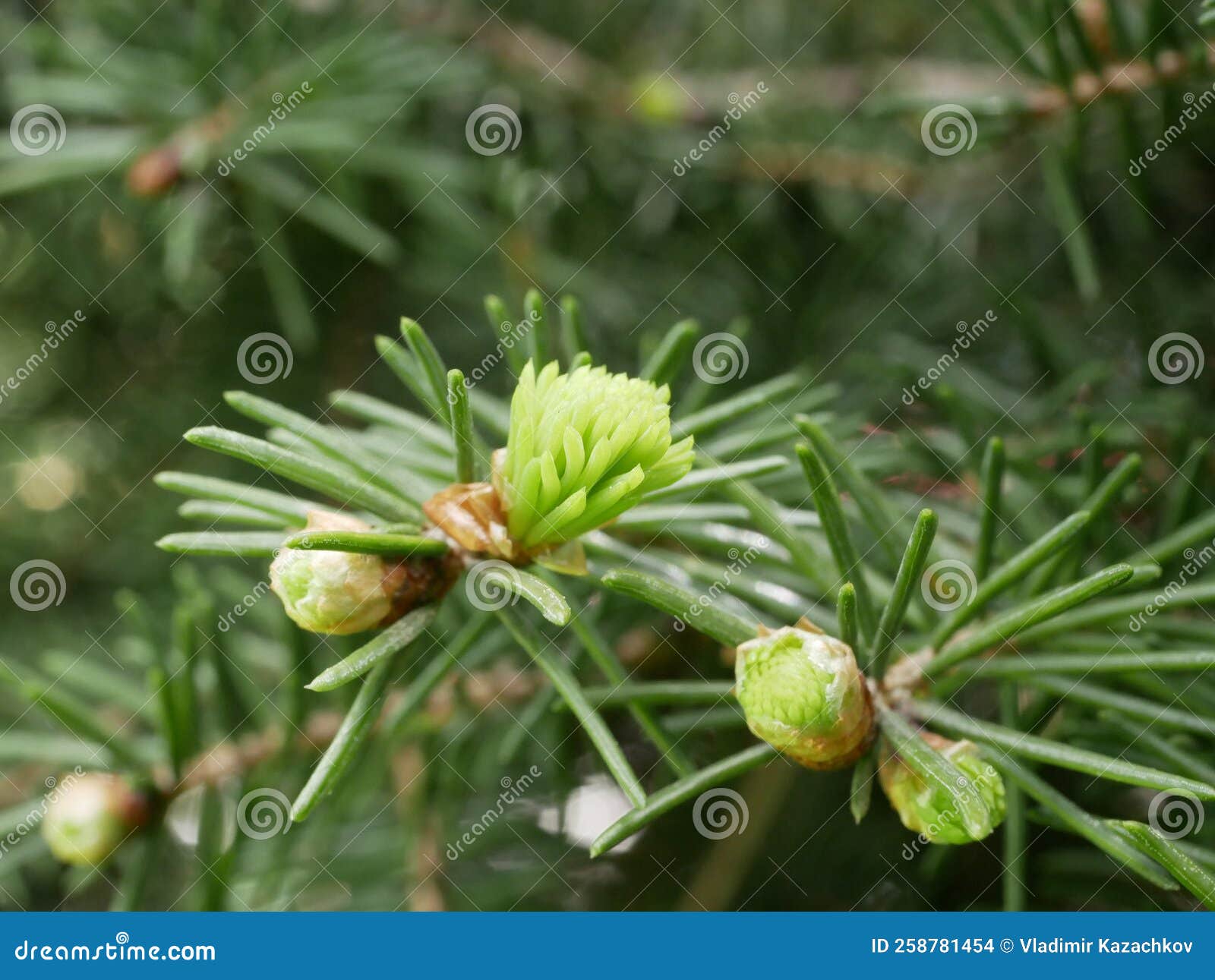 Green Light Green Needles Grow On A Real Christmas Tree. The