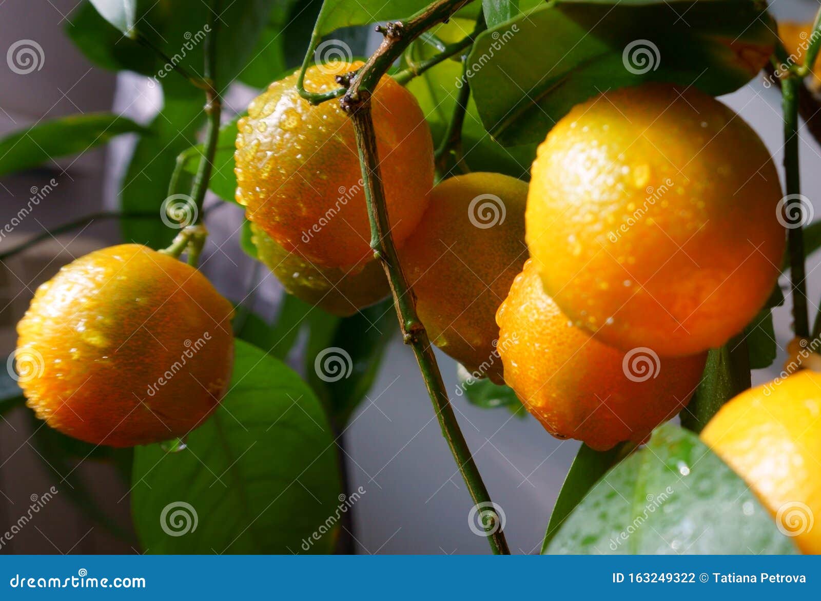 Growing Citrus Bonsai Tree Indoor Stock Photo Image Of Small Sweet 163249322
