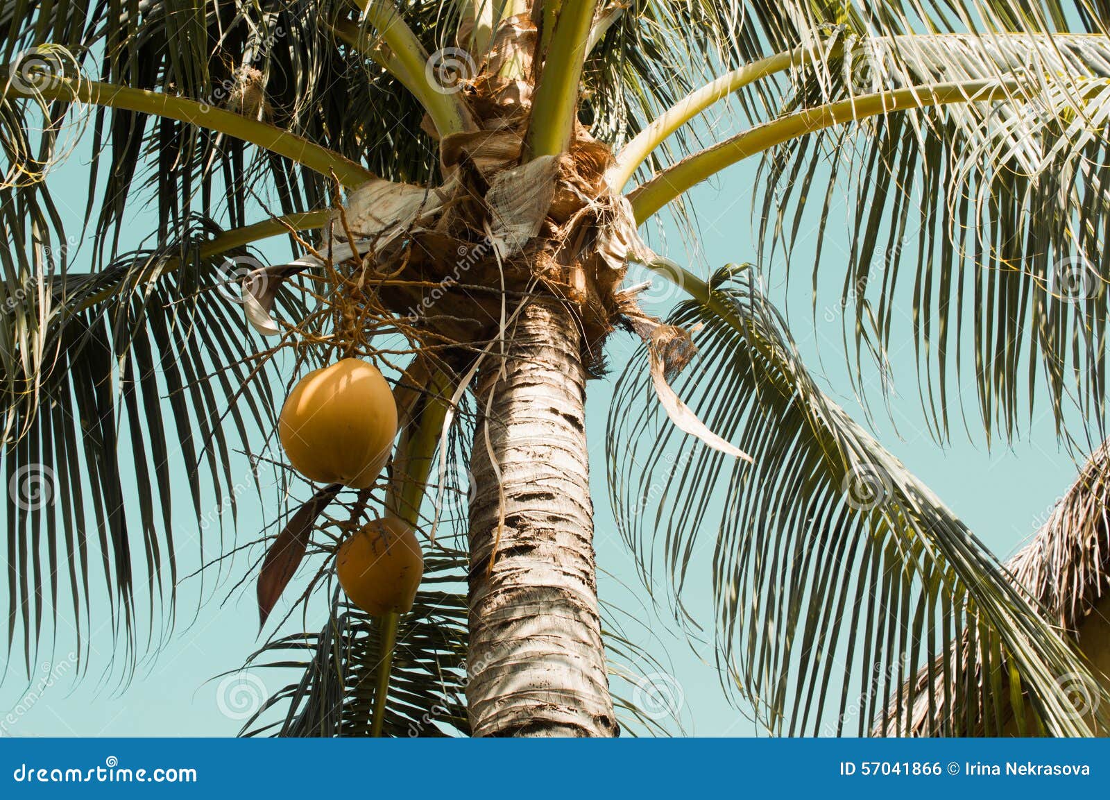 Growing Coconuts in Palm Tree Stock Photo Image of tropical, plants