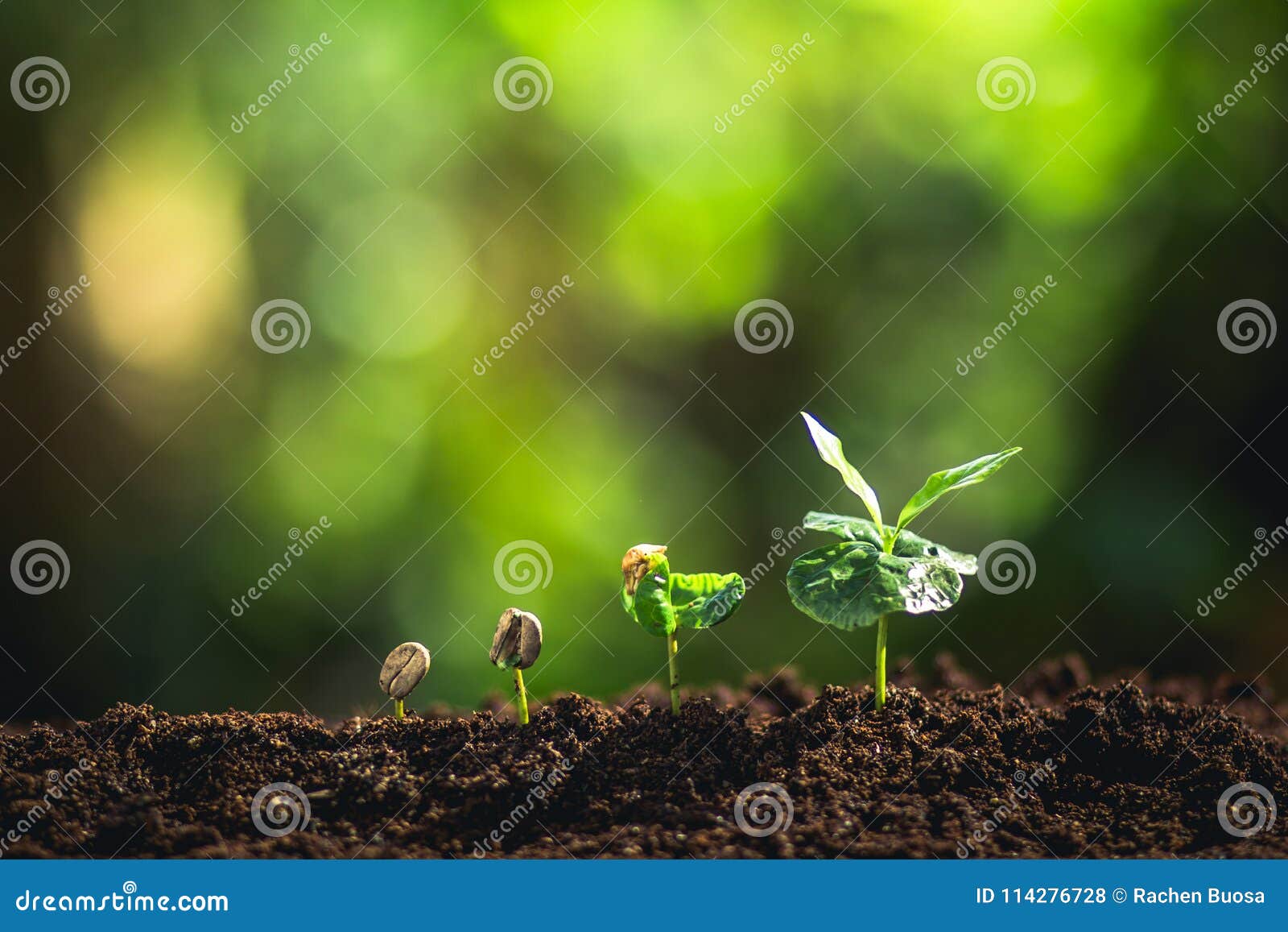 Growing Coffee Beans Watering Sapling Natural Light Stock Photo Image