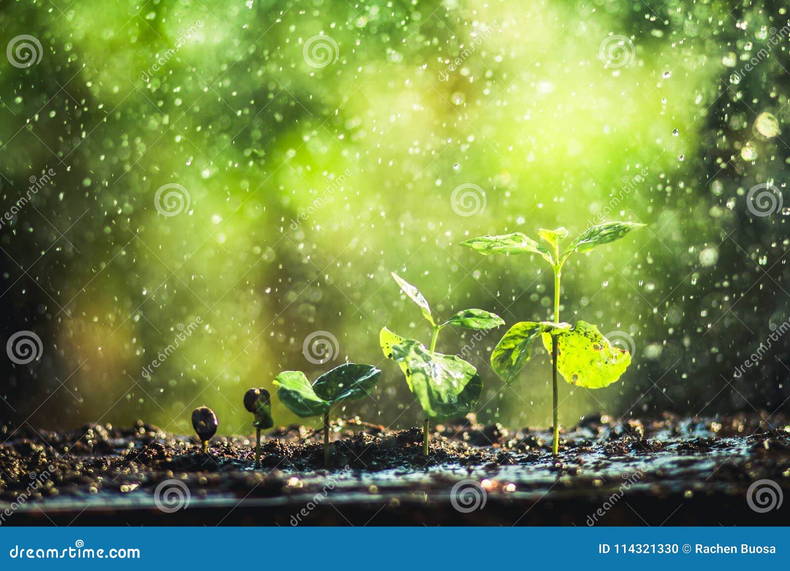 Growing Coffee Beans Watering Sapling Natural Light Stock Photo Image