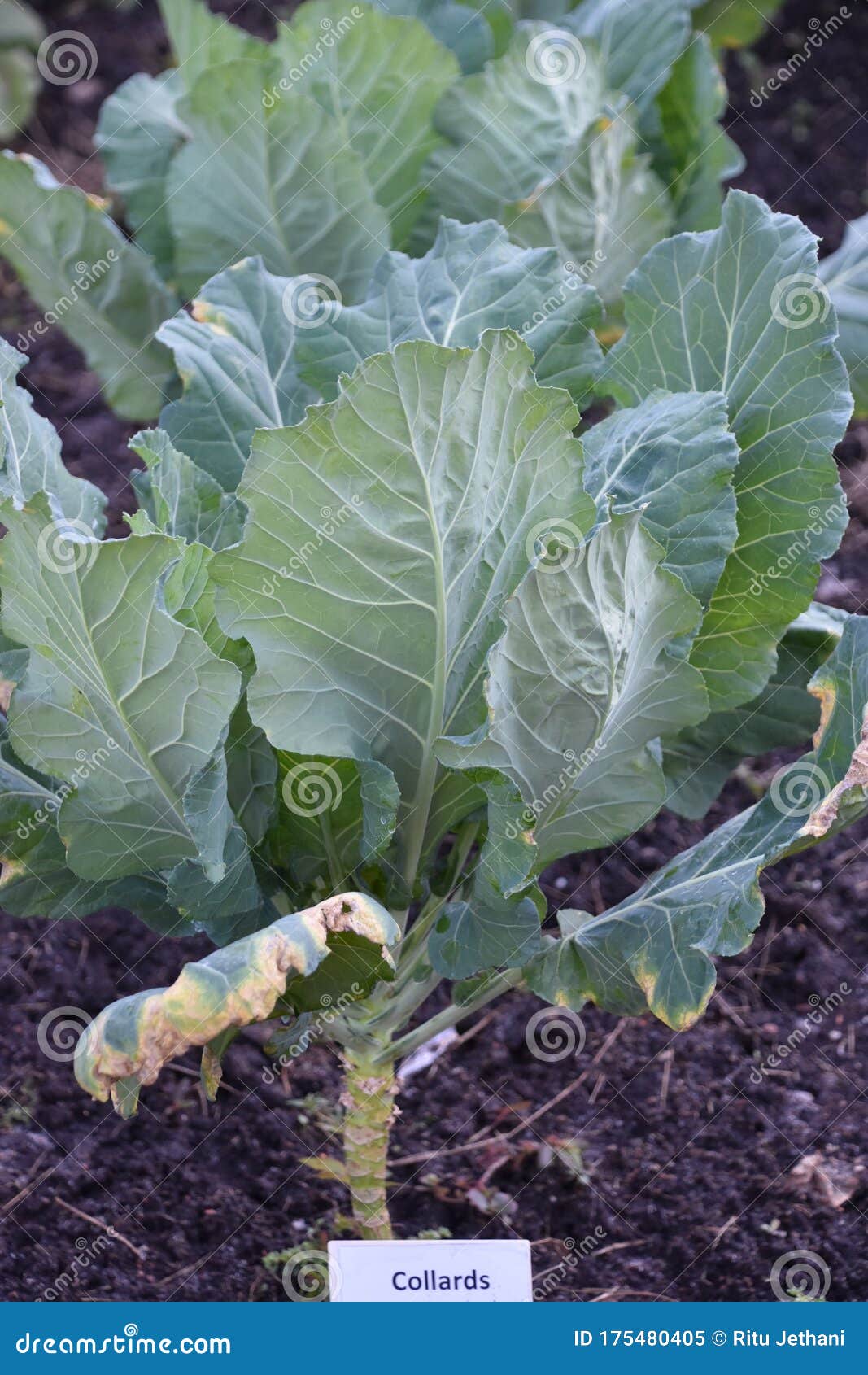 Growing Collards stock image. Image of diet, botany 175480405