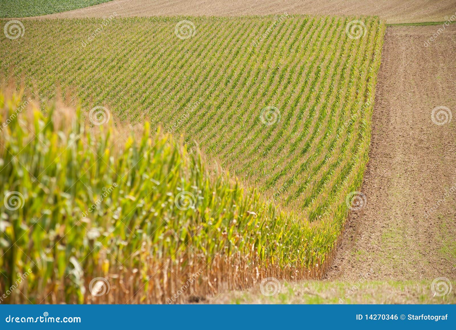 growing cornfield