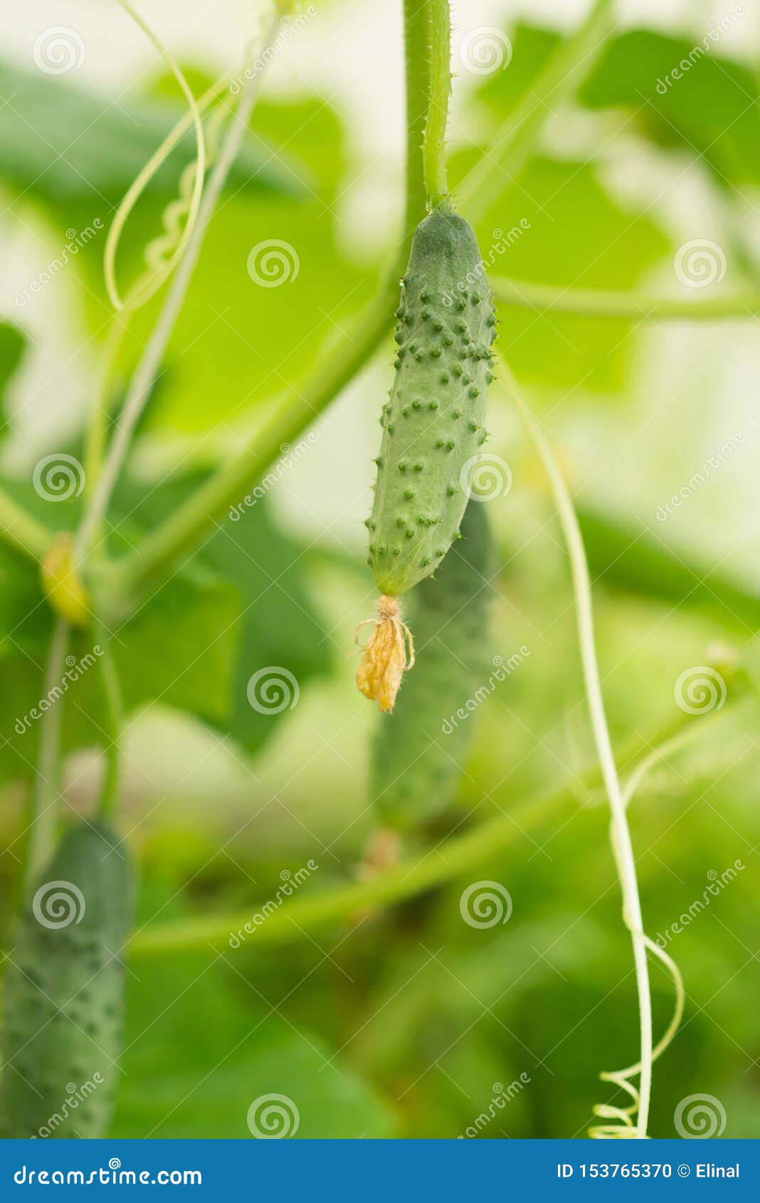 Growing Cucumber Seedlings In The Greenhouse RoyaltyFree Stock