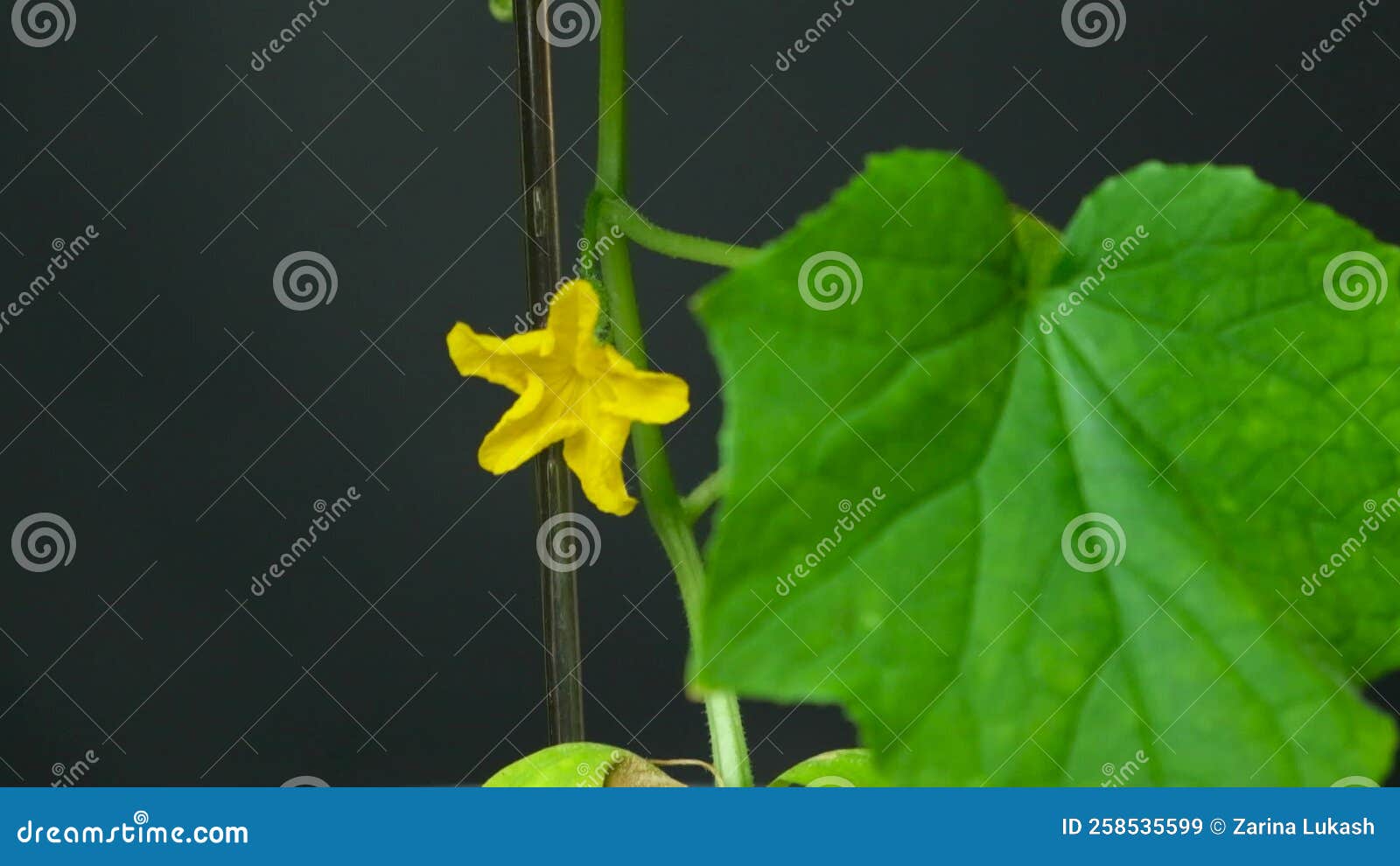 Growing Cucumbers from Seeds. Step 8 the First Flowers and Cucumbers