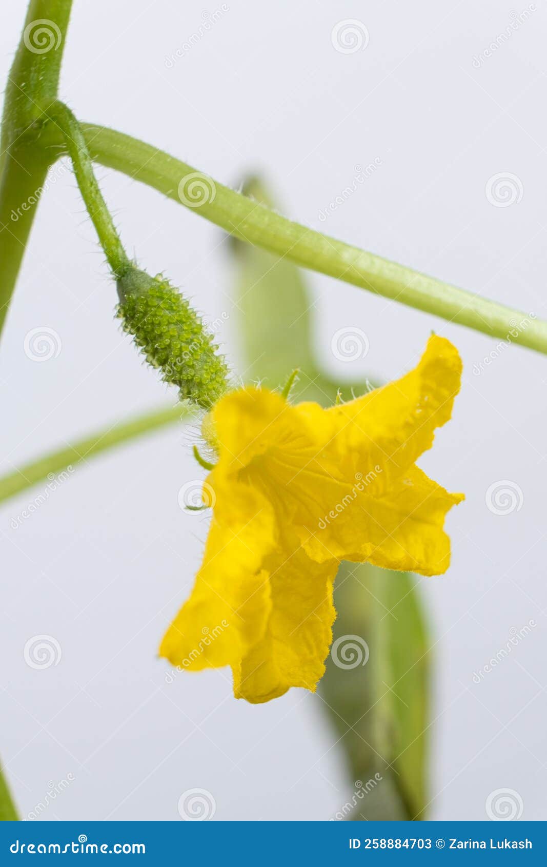 Growing Cucumbers from Seeds. Step 8 the First Flowers and Cucumbers