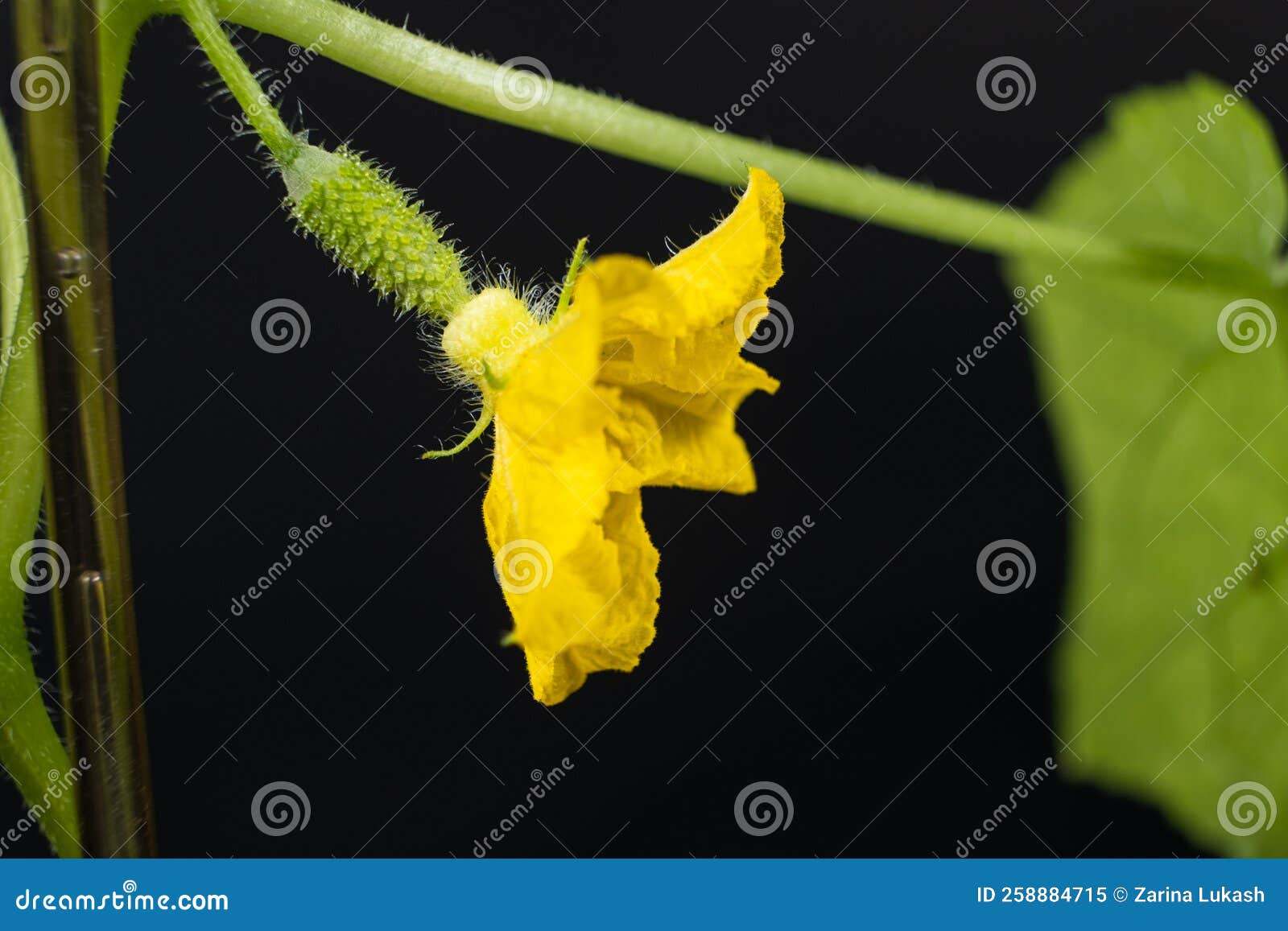 Growing Cucumbers from Seeds. Step 8 the First Flowers and Cucumbers