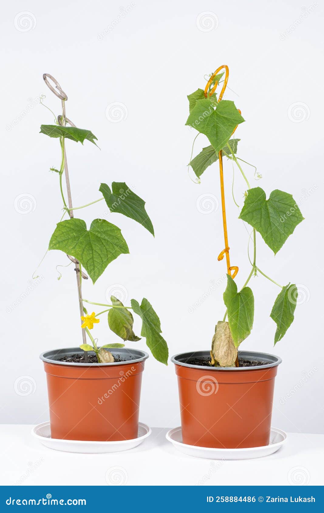Growing Cucumbers from Seeds. Step 8 the First Flowers and Cucumbers