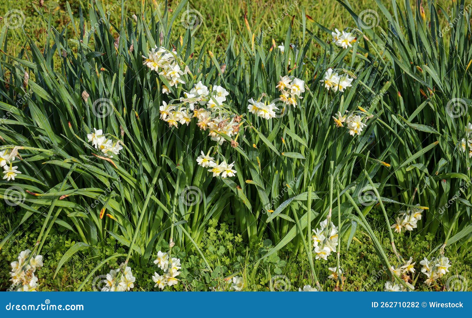 Daffodil Flowers, Narcissus on the Ground Stock Photo Image of summer