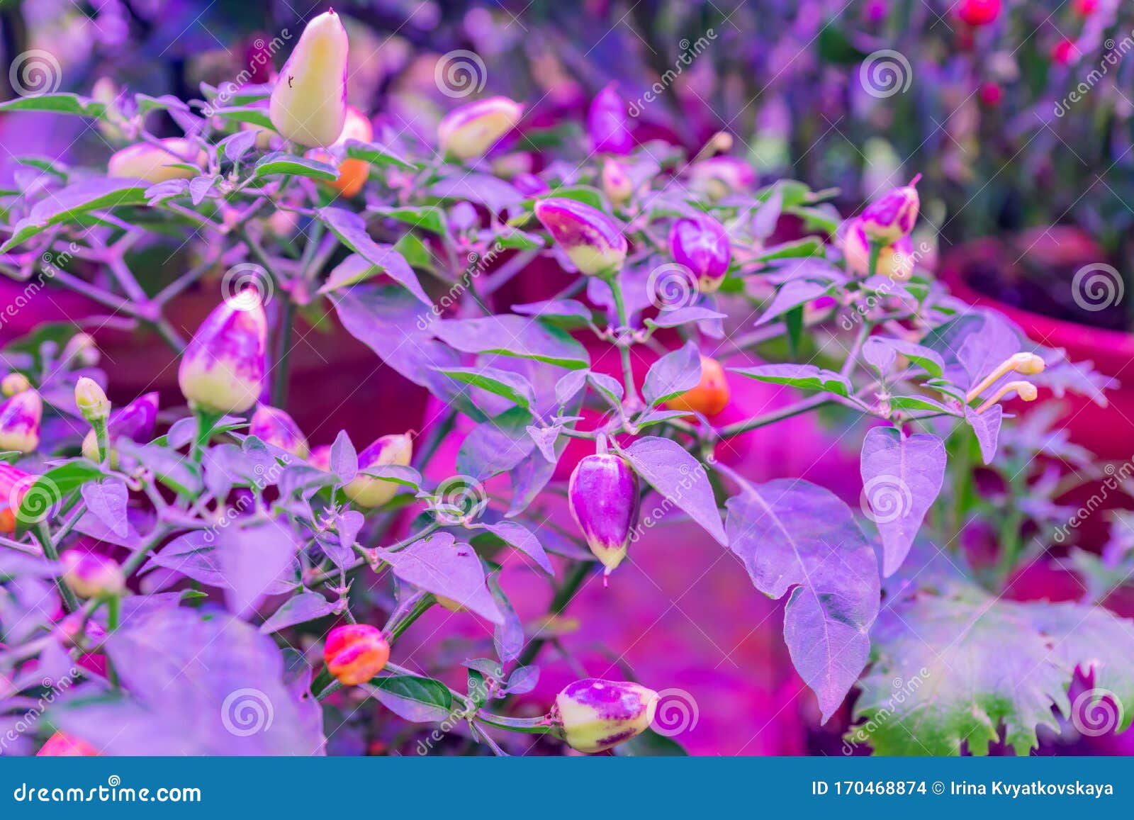 Growing Decorative Pepper Under LED Grow Light Stock Photo Image of