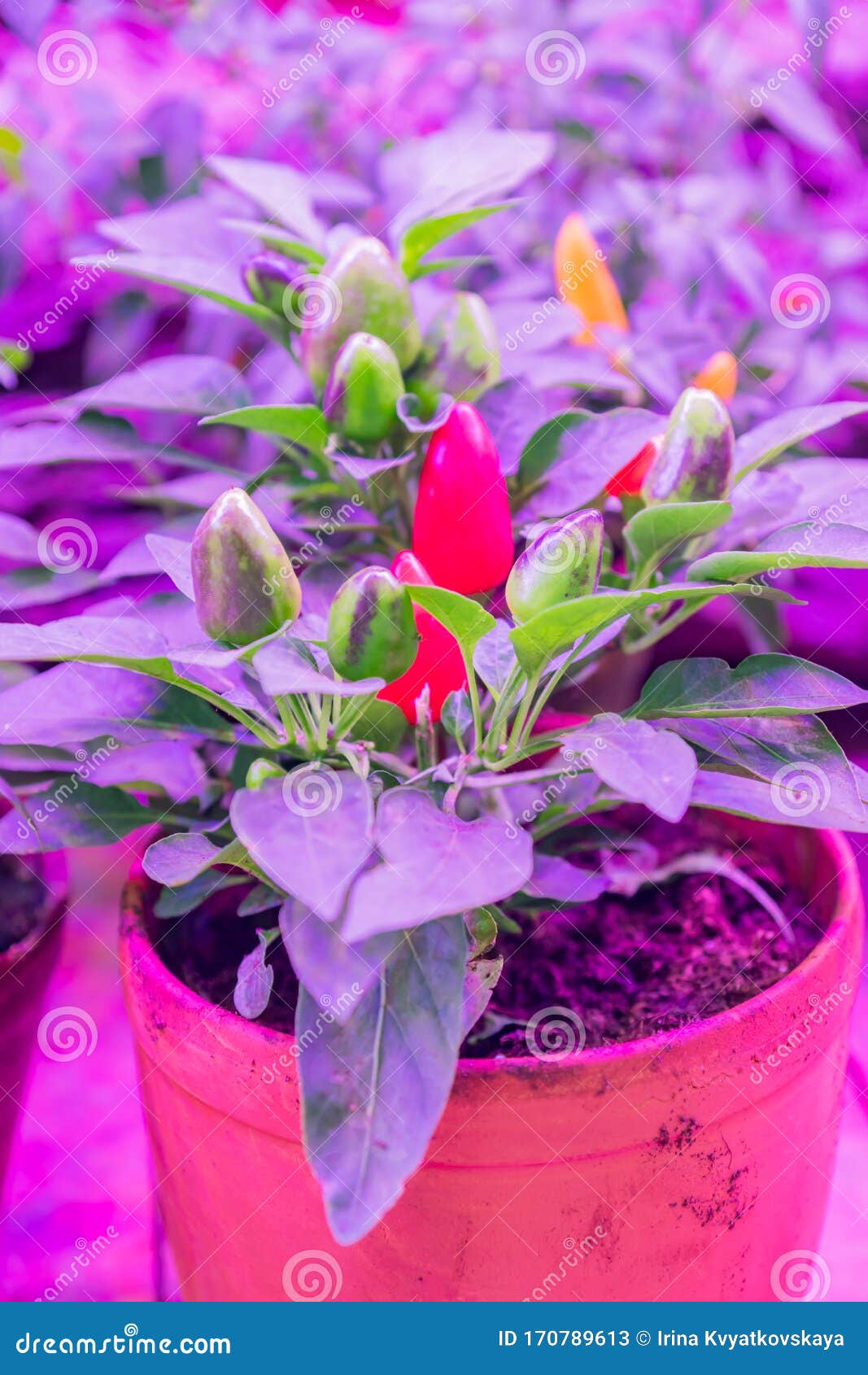 Growing Decorative Pepper Under LED Grow Light Stock Image Image of