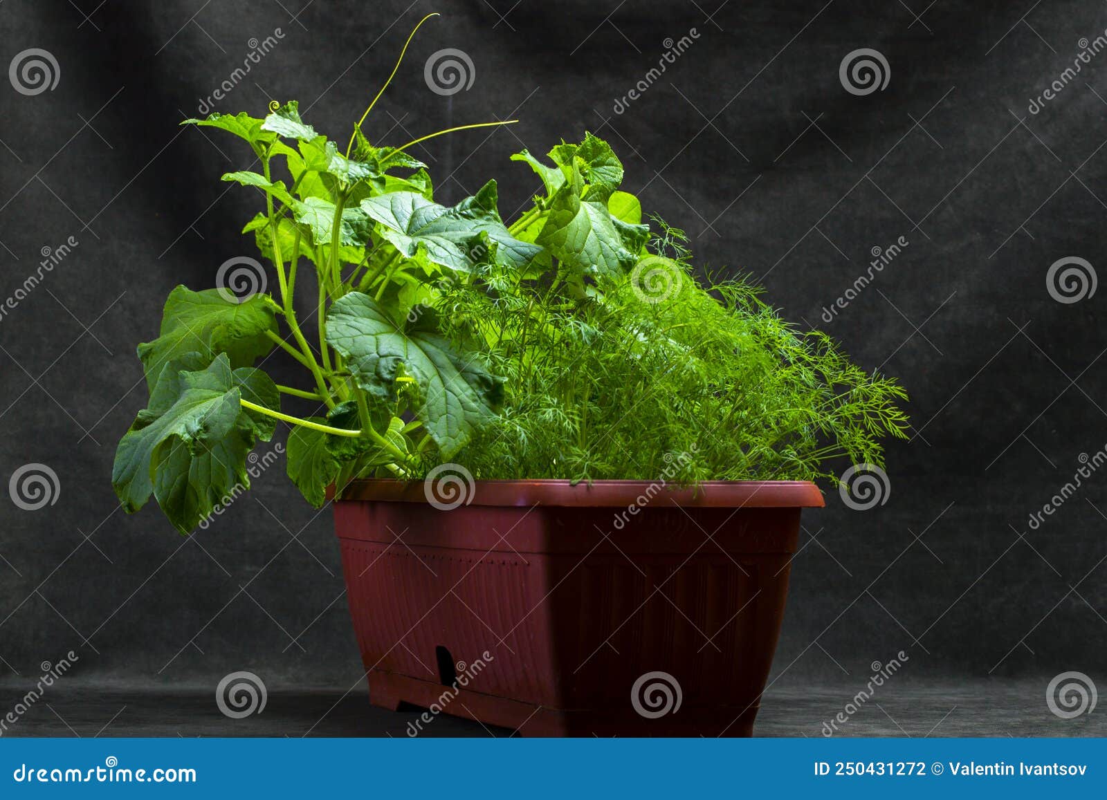 Growing Dill and Cucumbers in a Plant Box on a Dark Background Stock