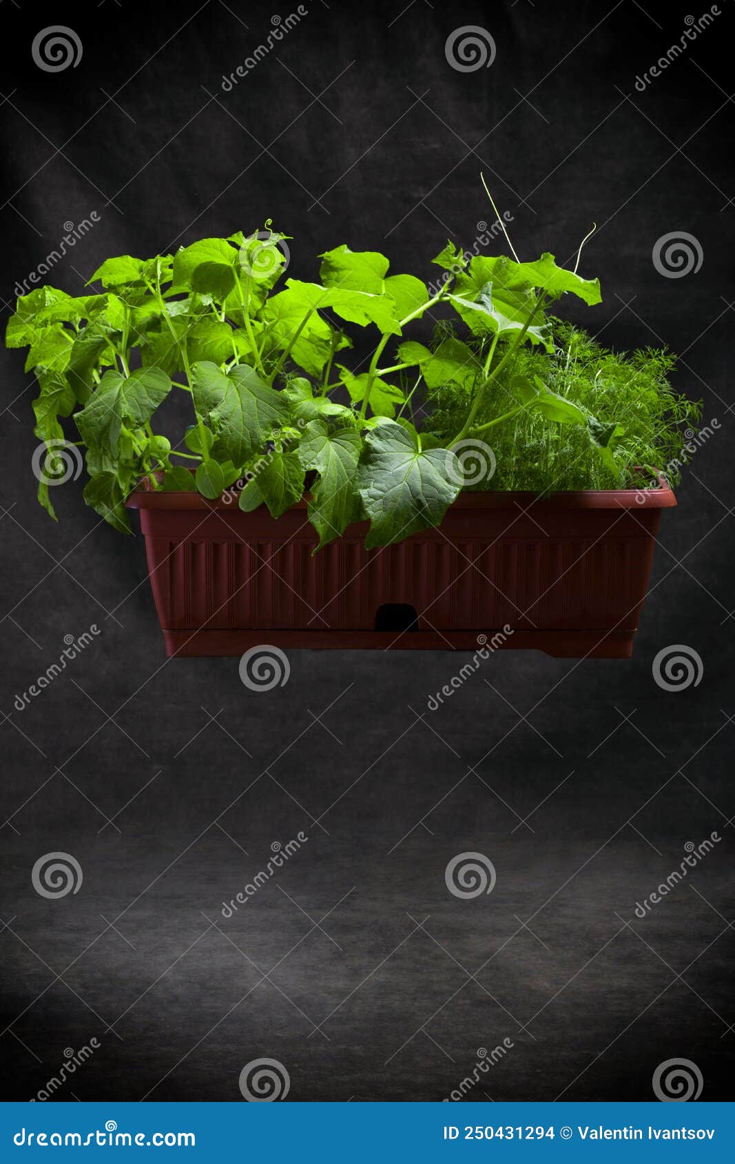 Growing Dill and Cucumbers in a Plant Box on a Dark Background Stock