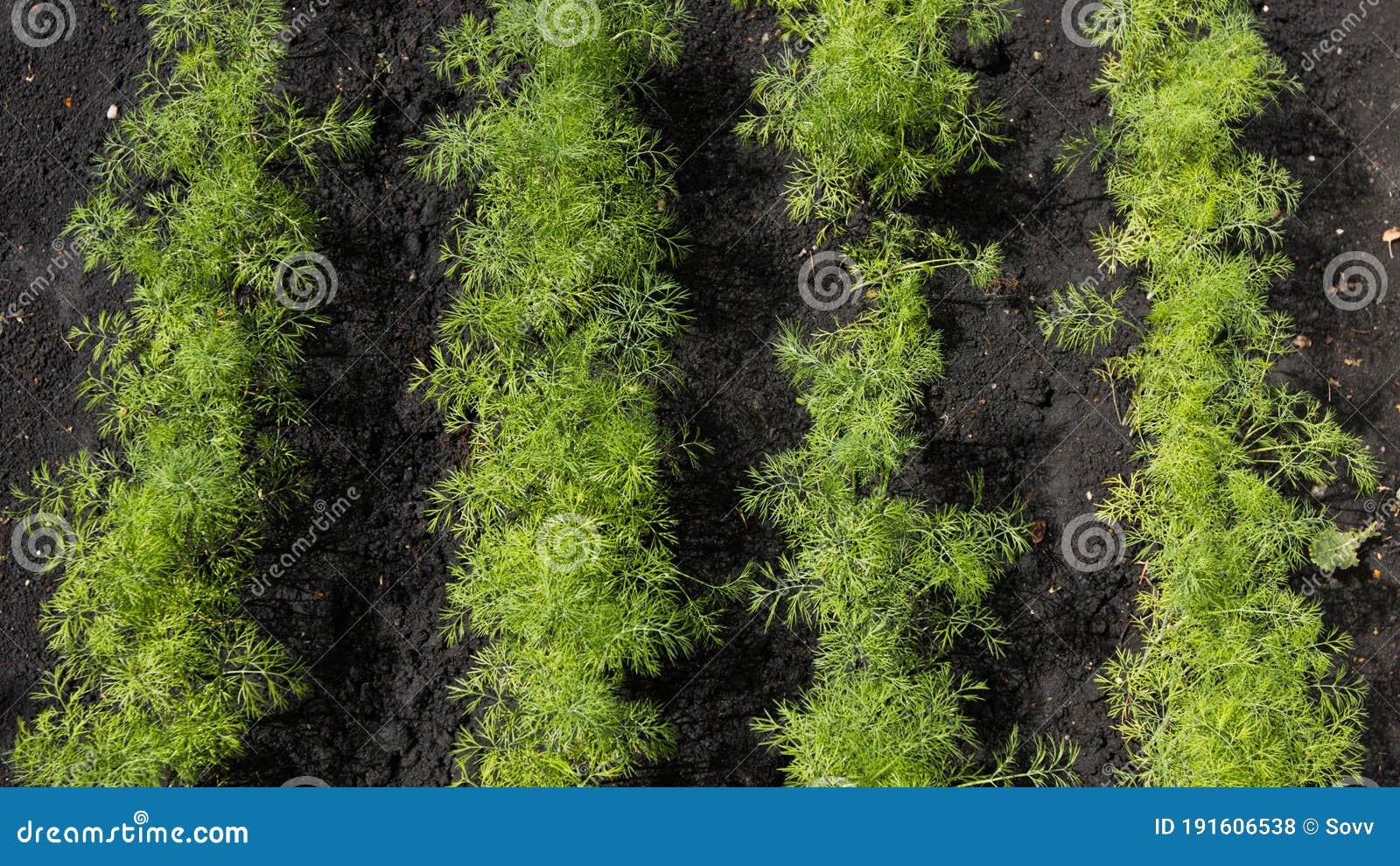 Growing Dill in Open Ground. Stock Photo Image of growing, branch