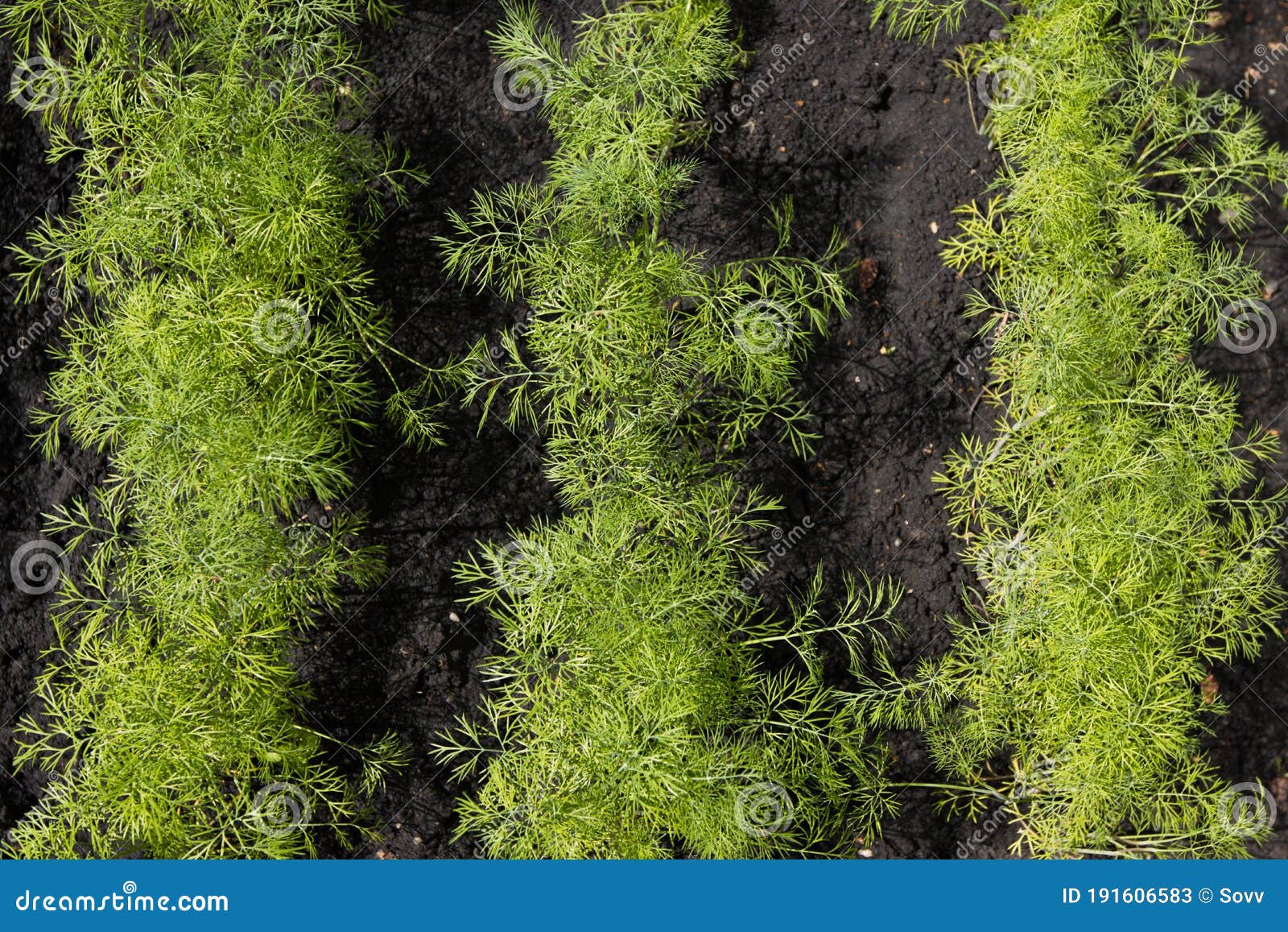 Growing Dill in Open Ground. Stock Image Image of land, background