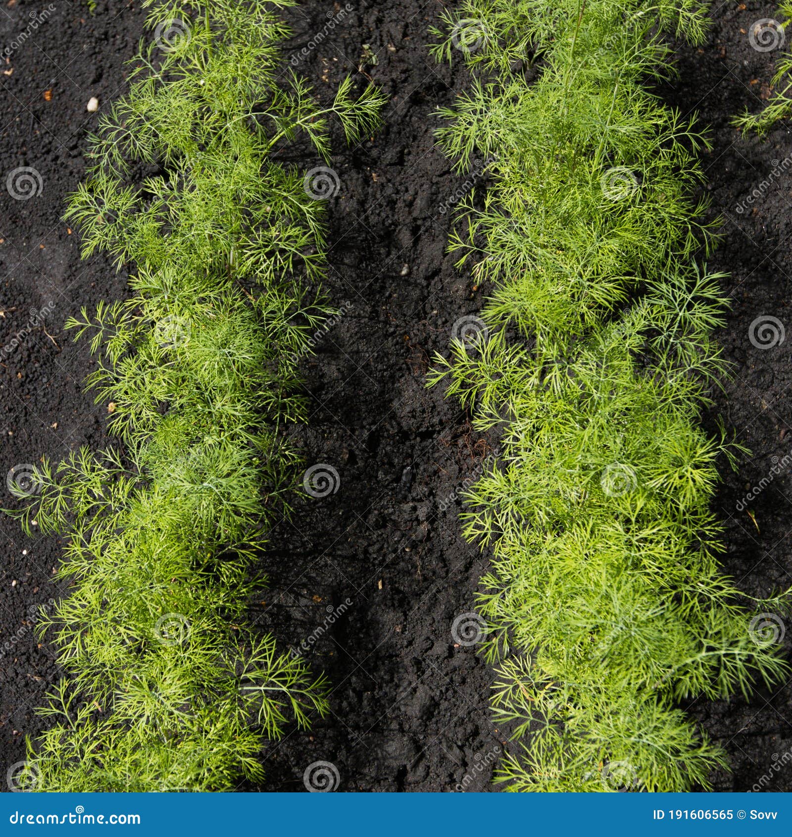Growing Dill in Open Ground. Stock Image Image of farming, farm